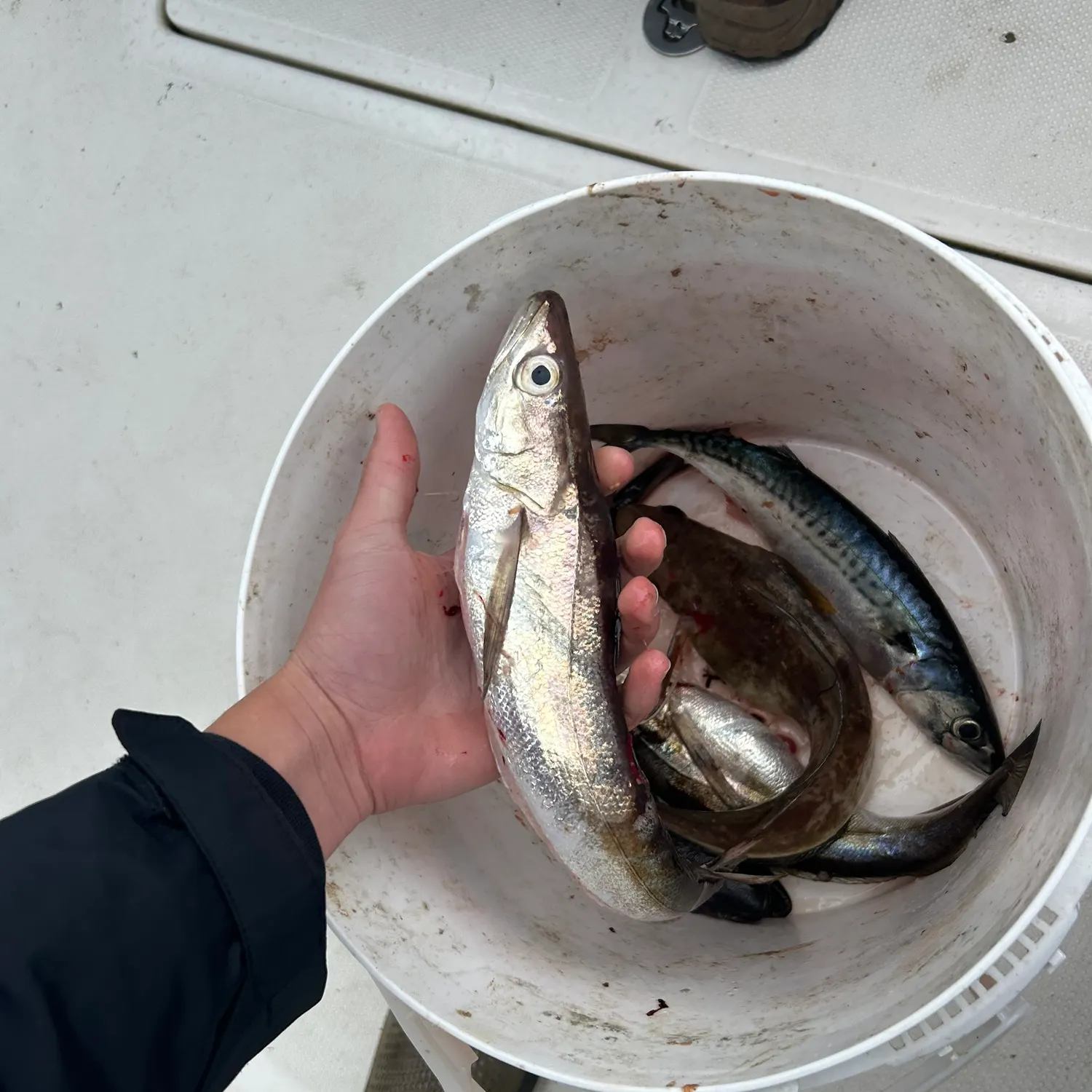 The most recent Silver hake catches on Fishbrain
