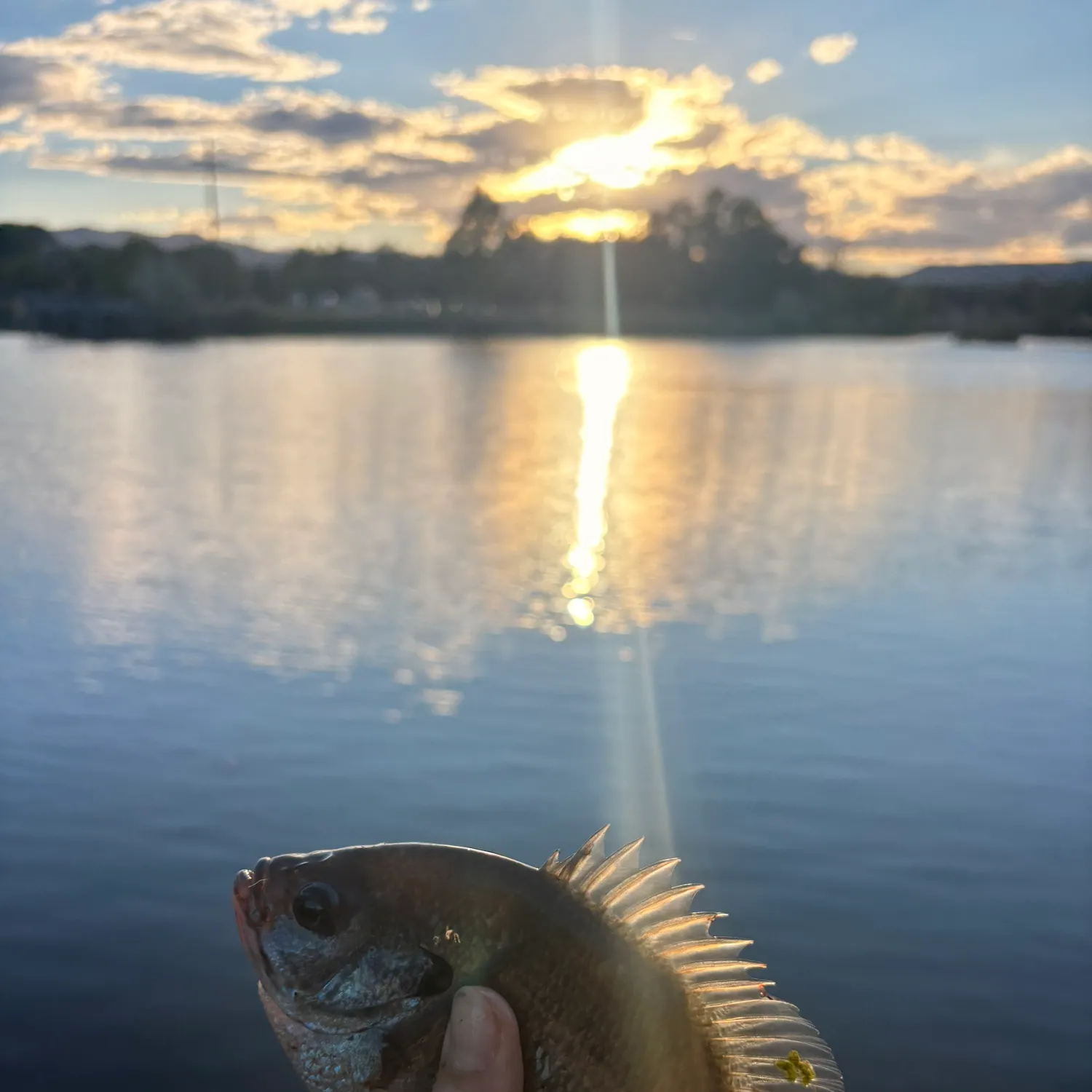 Bluegill caught on Fishbrain