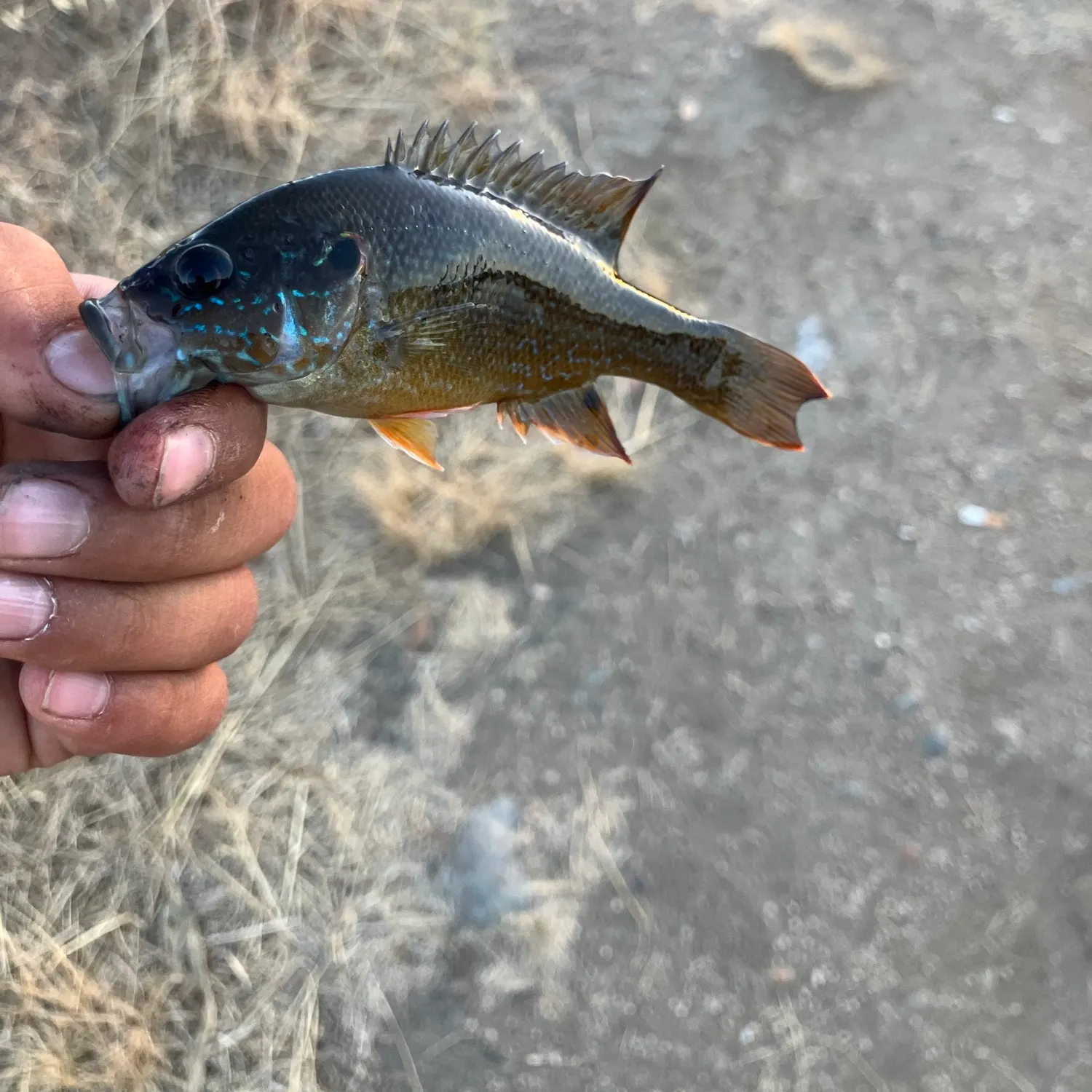 The most recent Greengill hybrid catches on Fishbrain