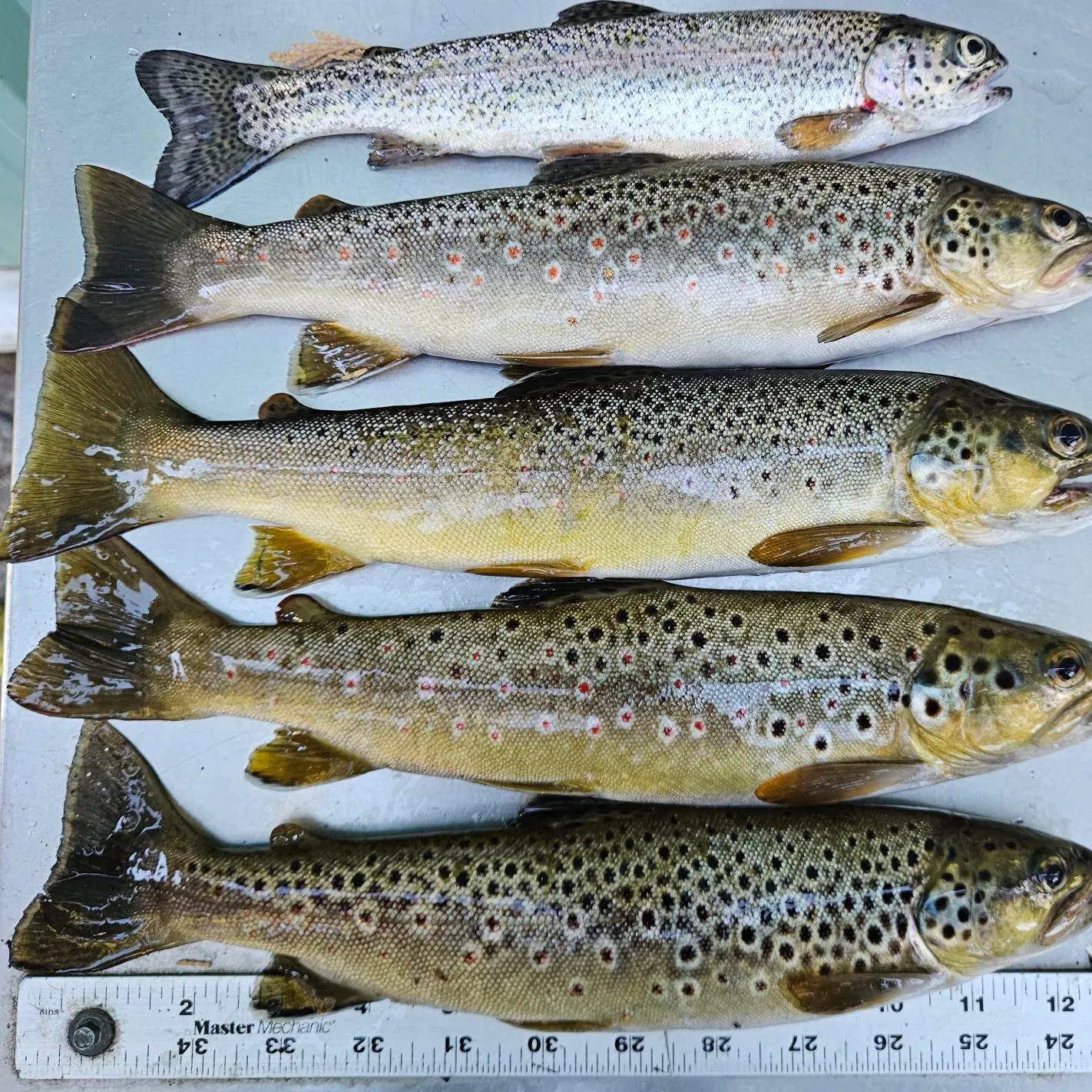 recently logged catches