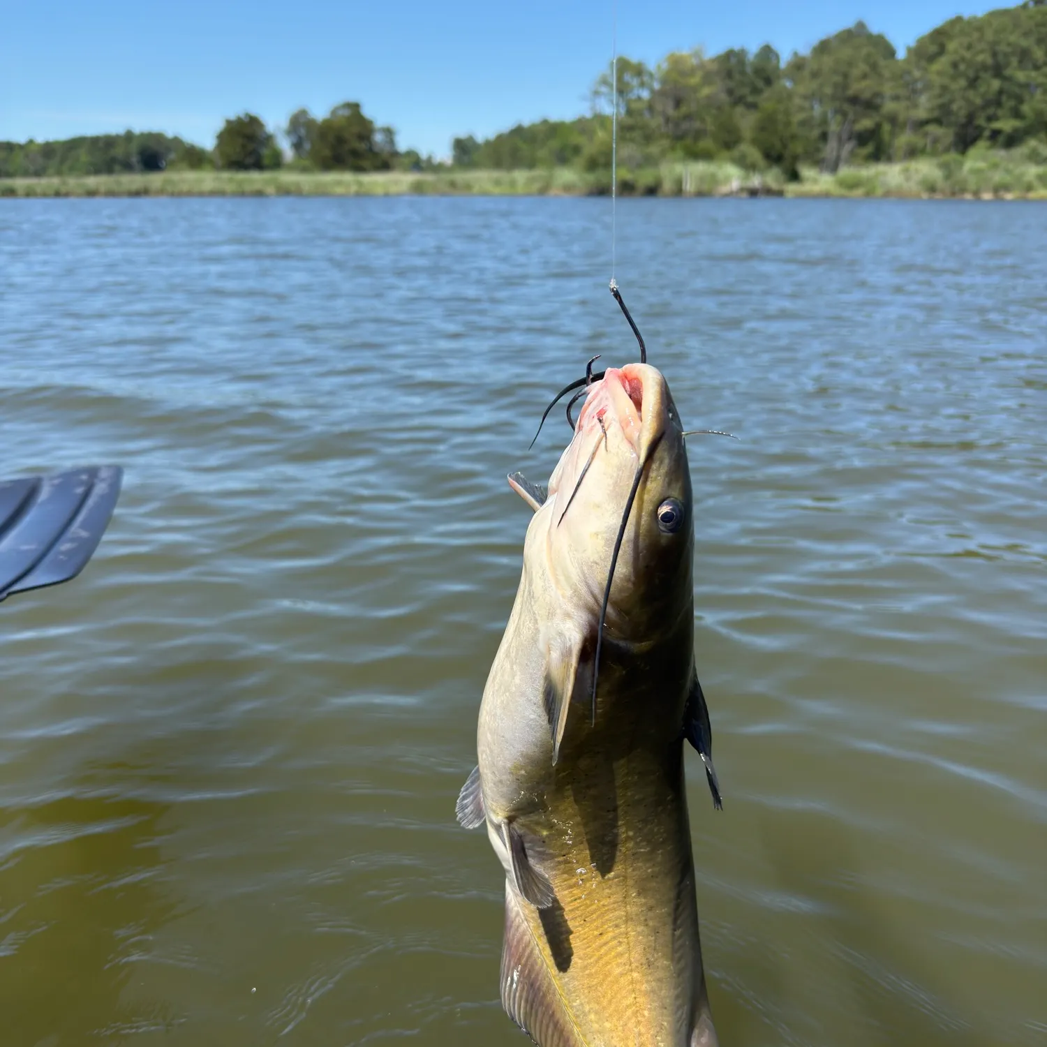 Channel catfish caught on Fishbrain