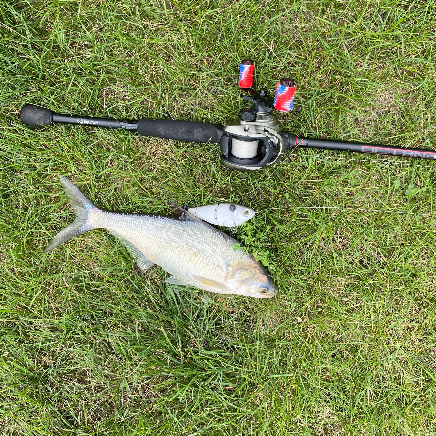 The most recent American gizzard shad catches on Fishbrain
