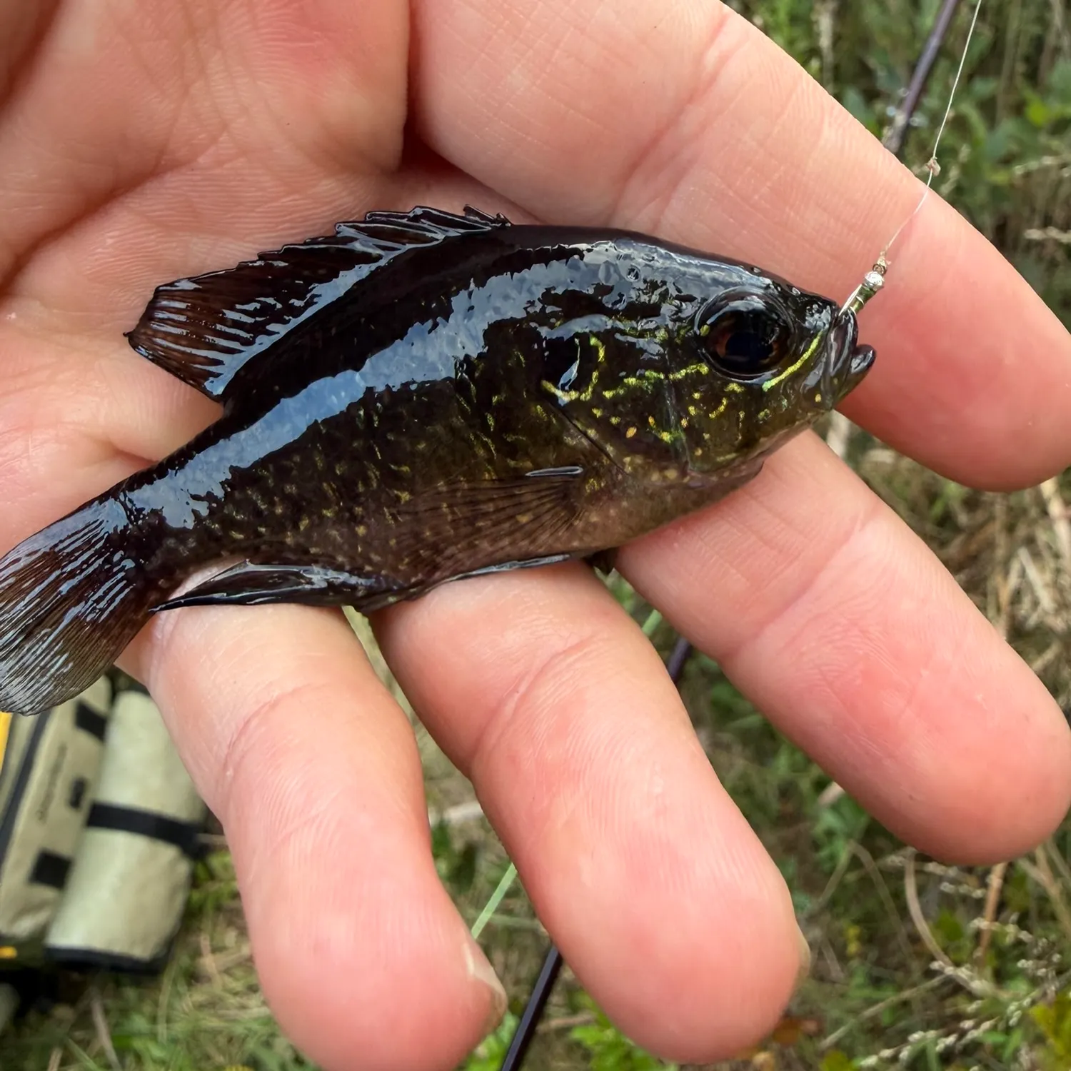 Banded sunfish caught on Fishbrain