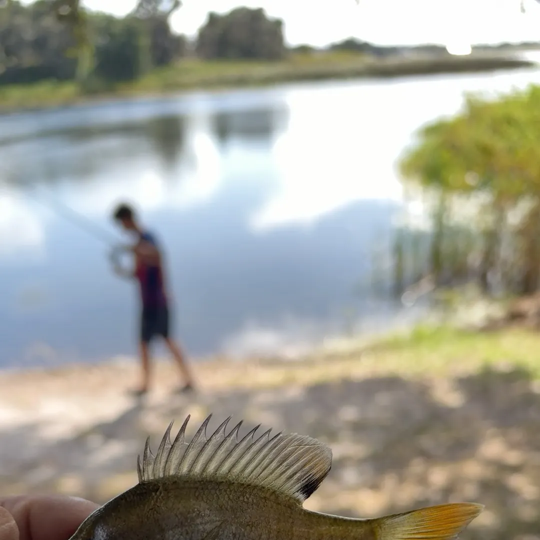 Greengill hybrid caught on Fishbrain