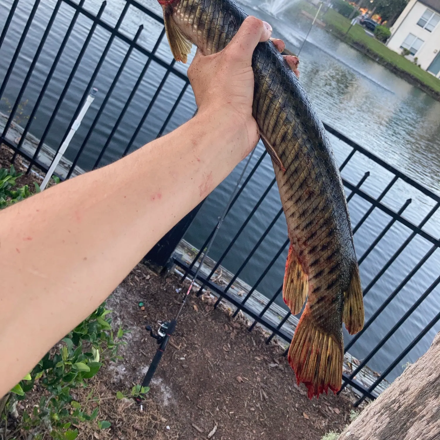 The most recent Spotted gar catches on Fishbrain