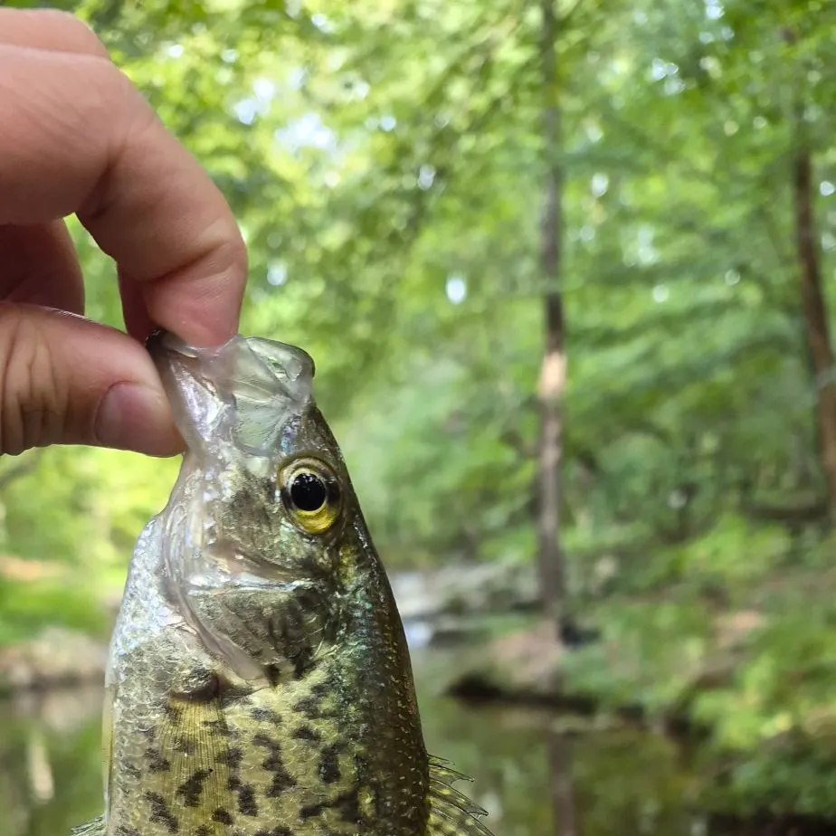Black crappie caught on Fishbrain