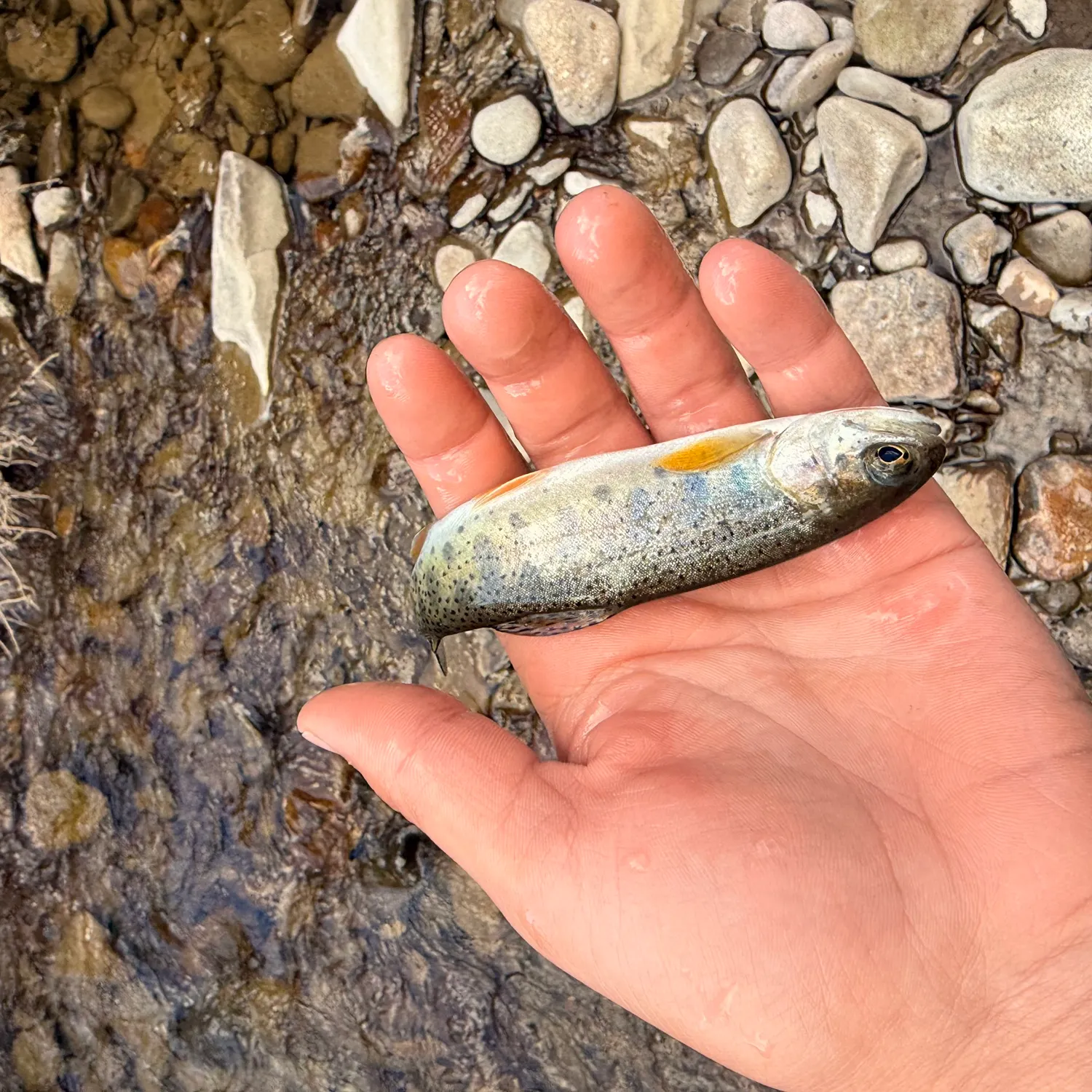 Fish caught on Fishbrain