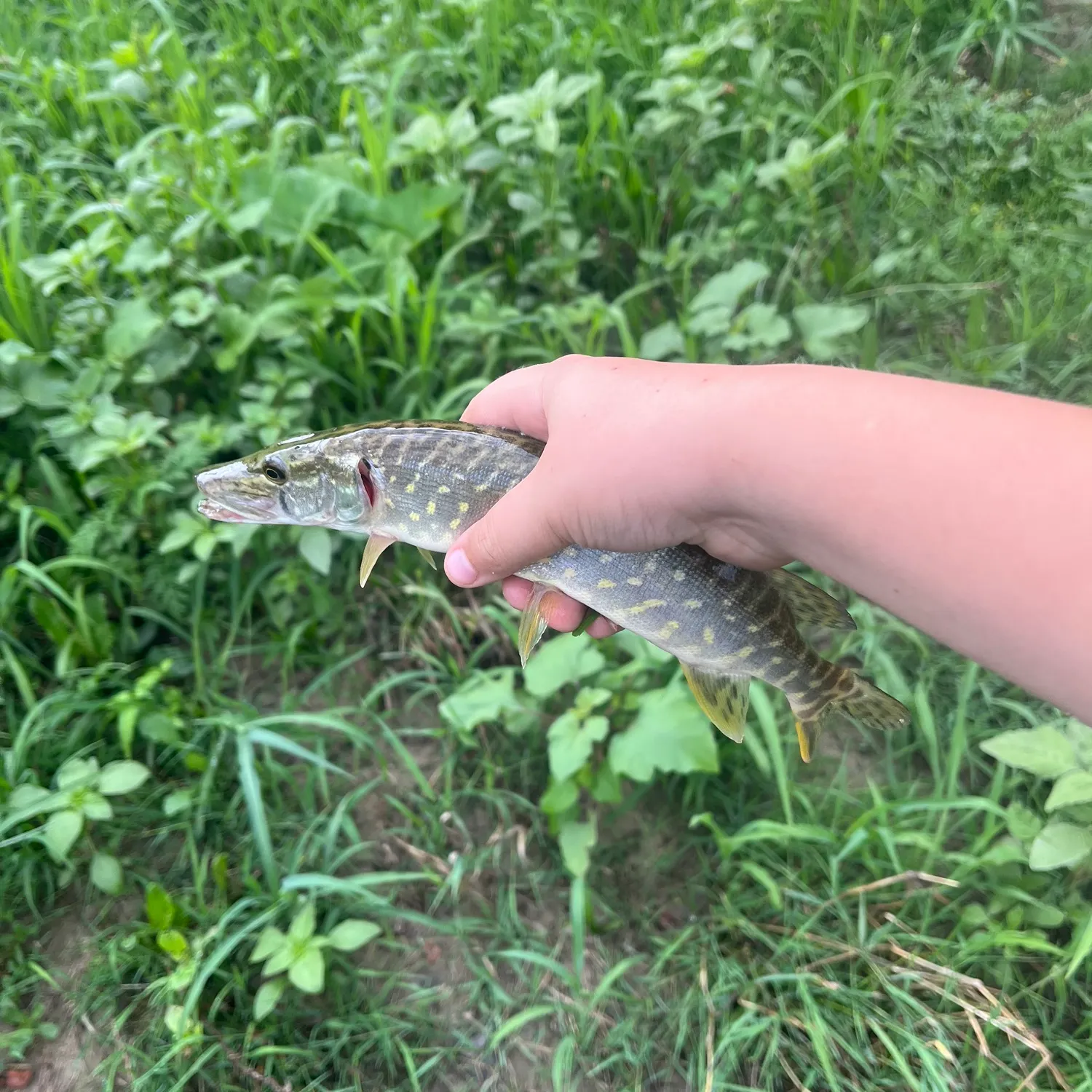 Northern pike caught on Fishbrain