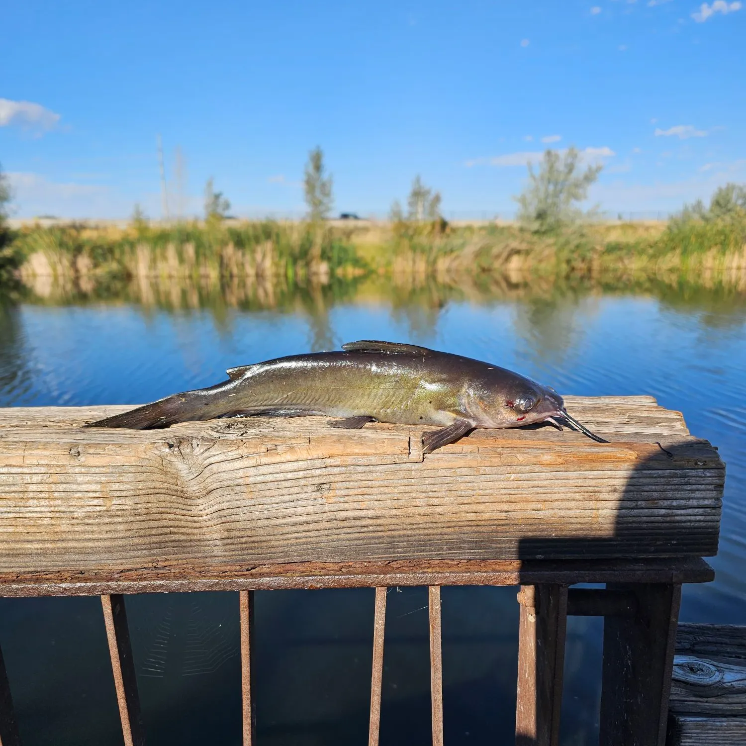Channel catfish caught on Fishbrain