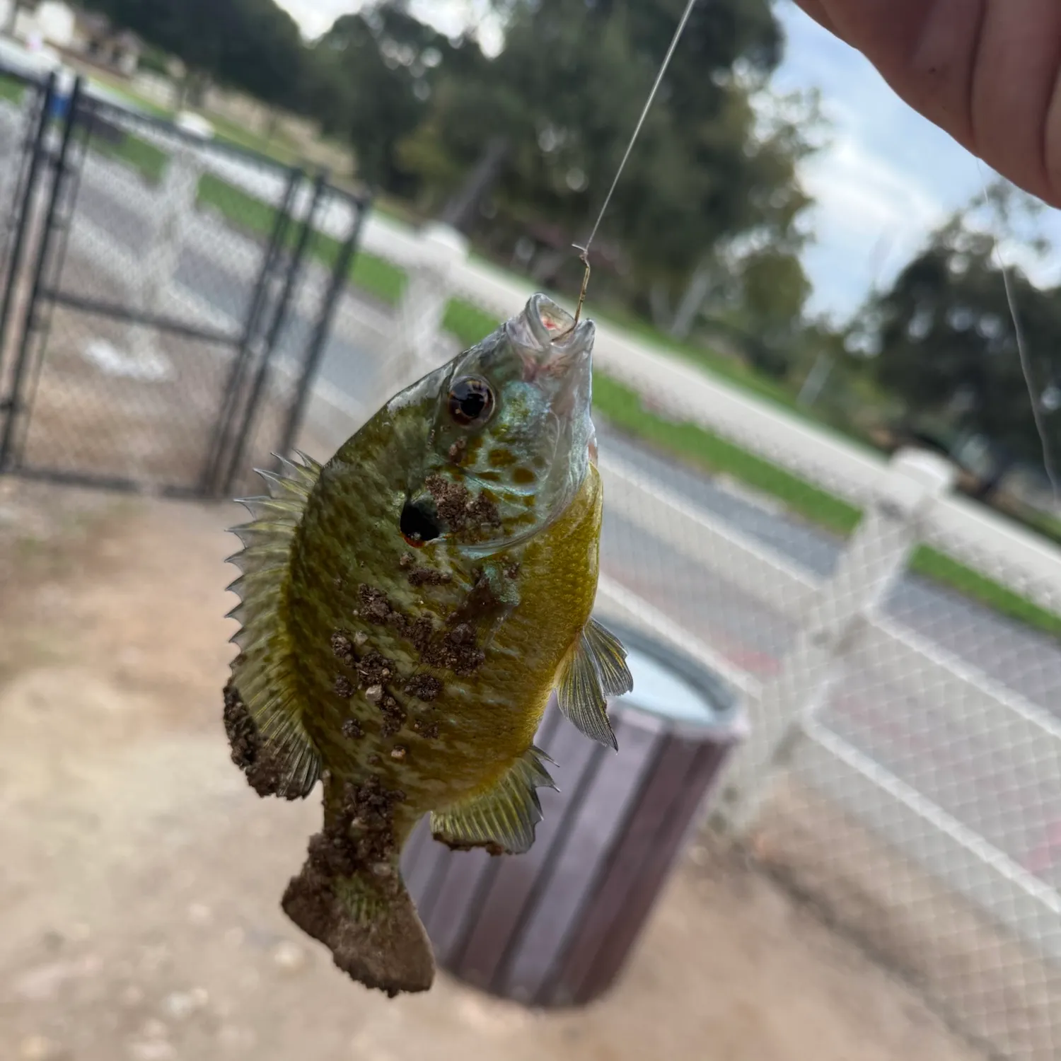 catch