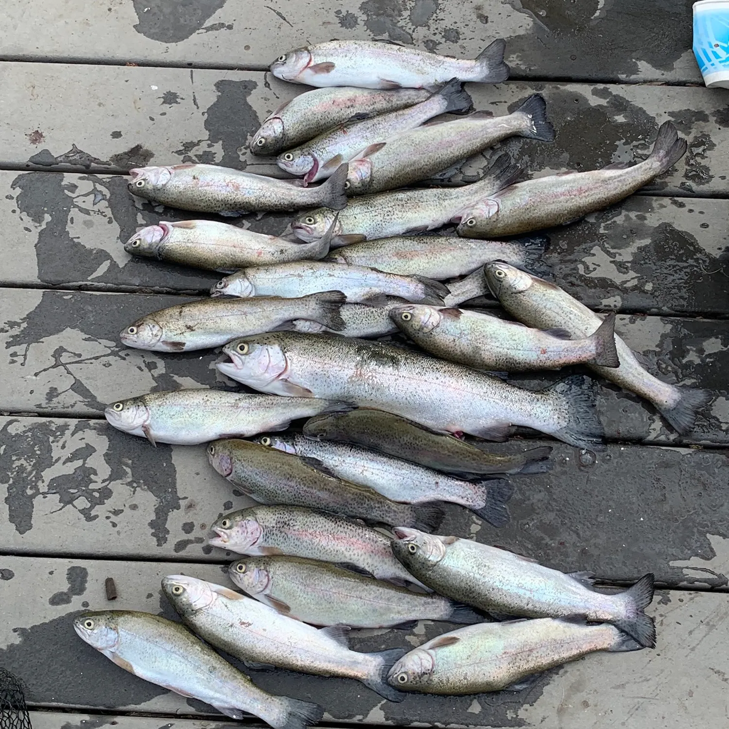 Rainbow trout caught on Fishbrain