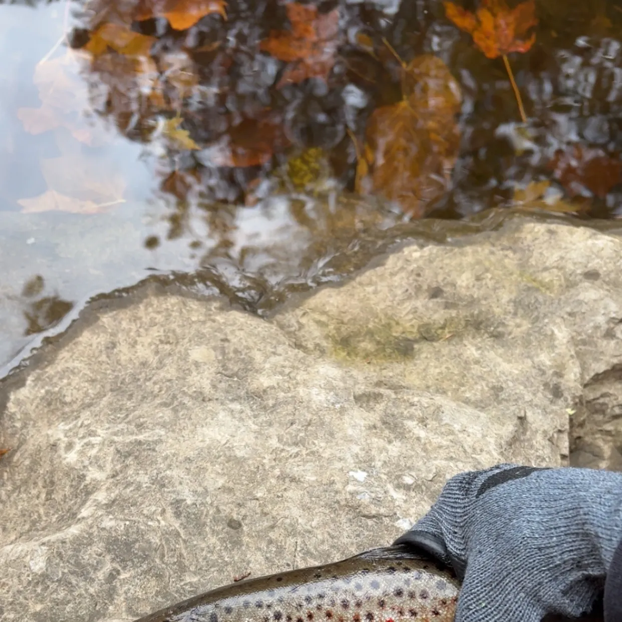Brown trout caught on Fishbrain
