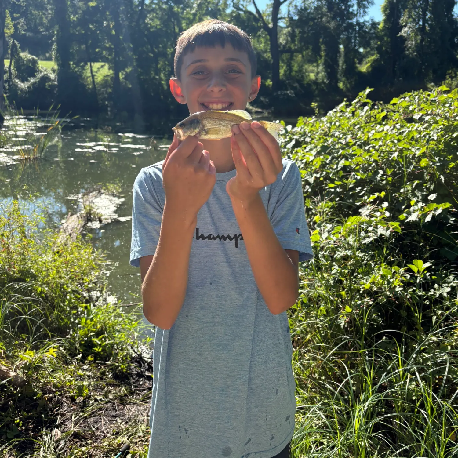 White perch caught on Fishbrain