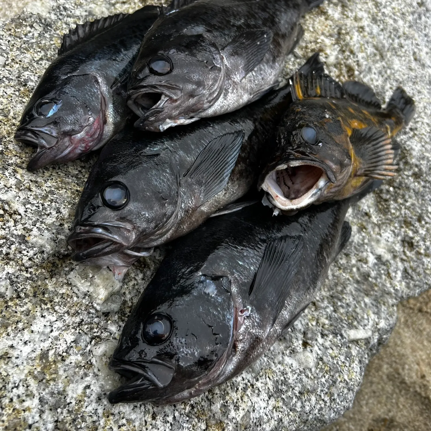 Blue rockfish caught on Fishbrain