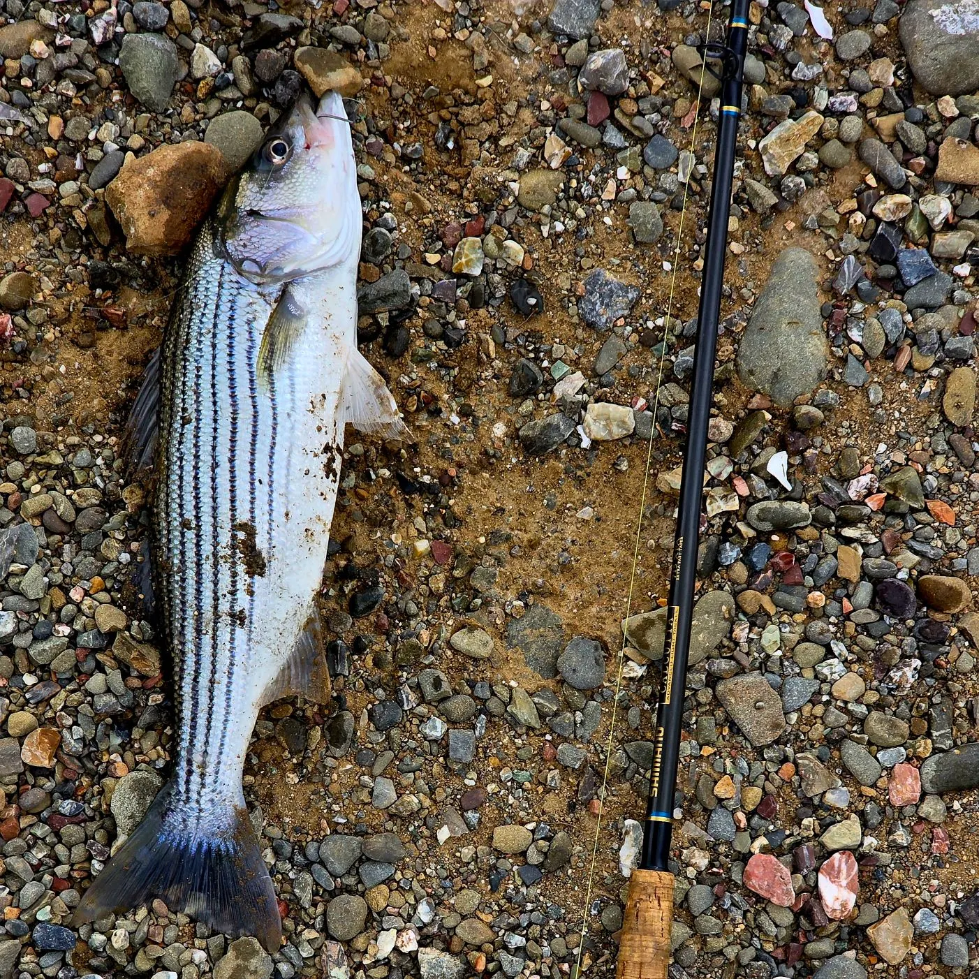 The most recent Striped bass catches on Fishbrain