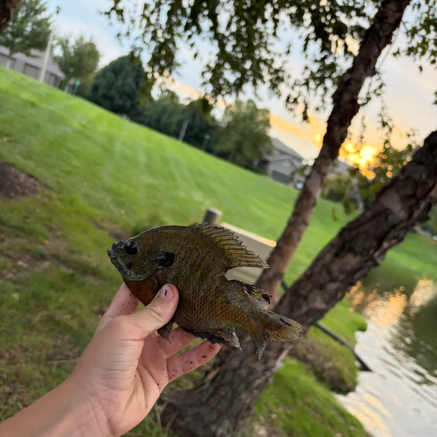 Bluegill caught on Fishbrain