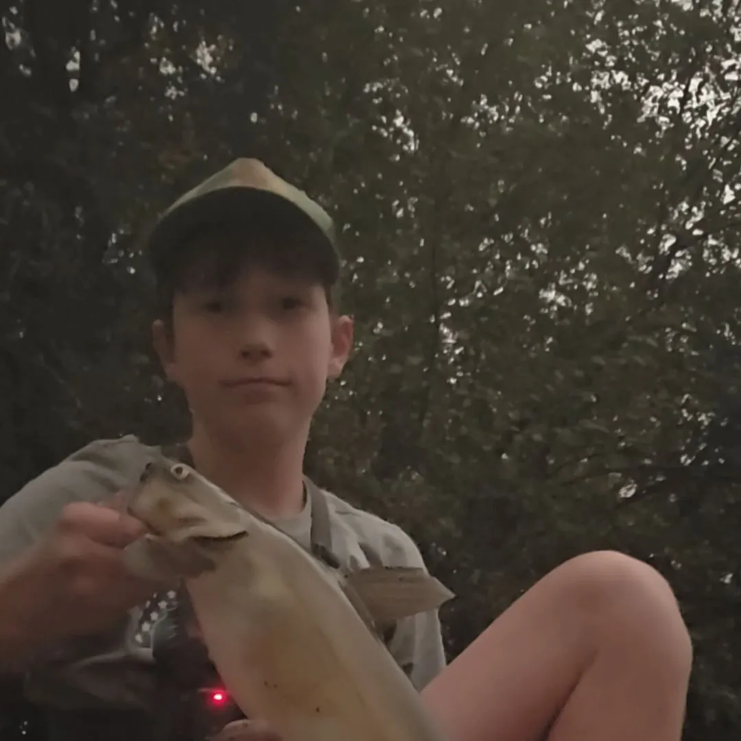 Channel catfish caught on Fishbrain