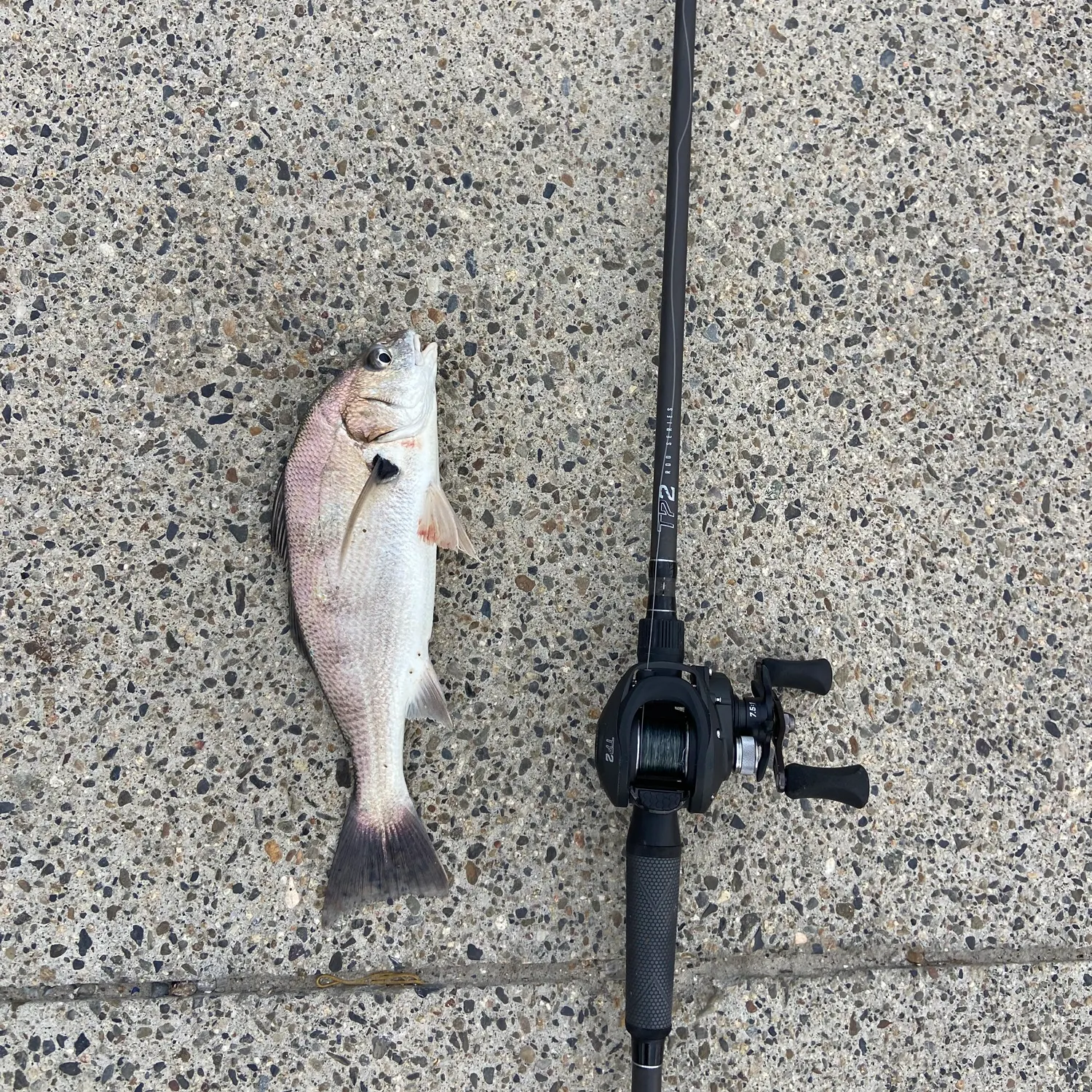 The most recent Spotfin croaker catches on Fishbrain