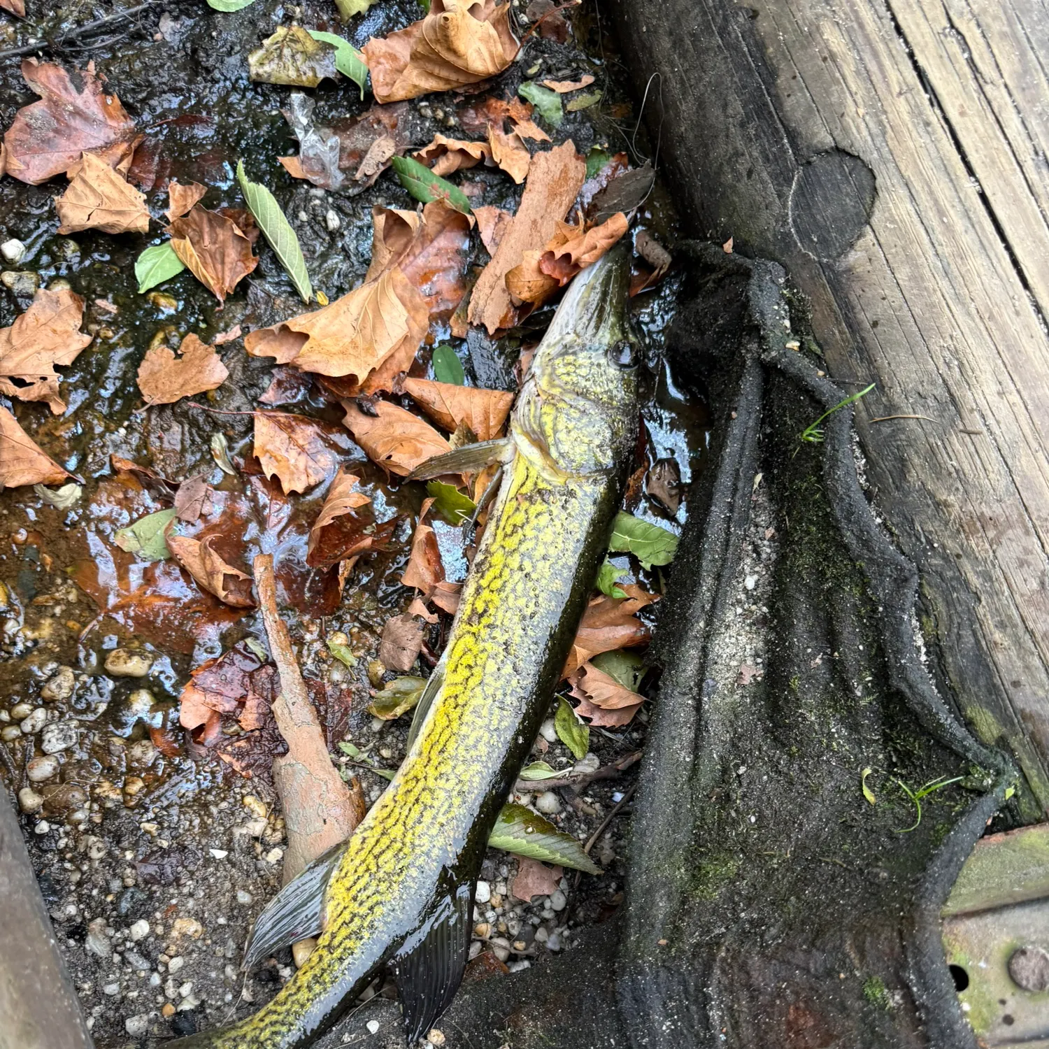 Chain pickerel caught on Fishbrain