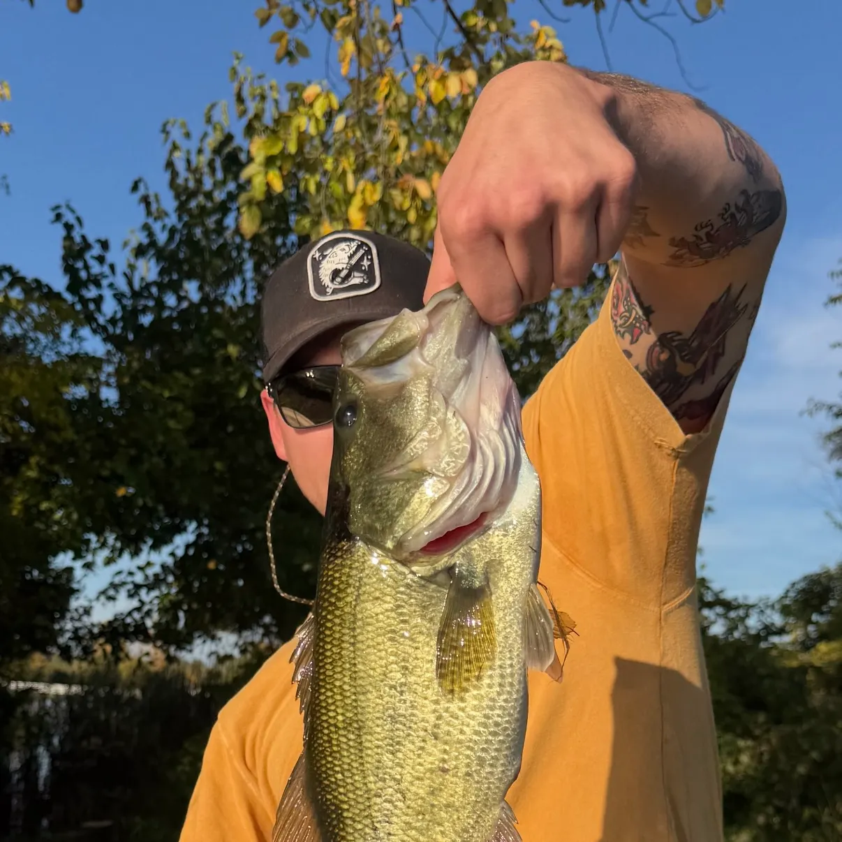 Largemouth bass caught on Fishbrain