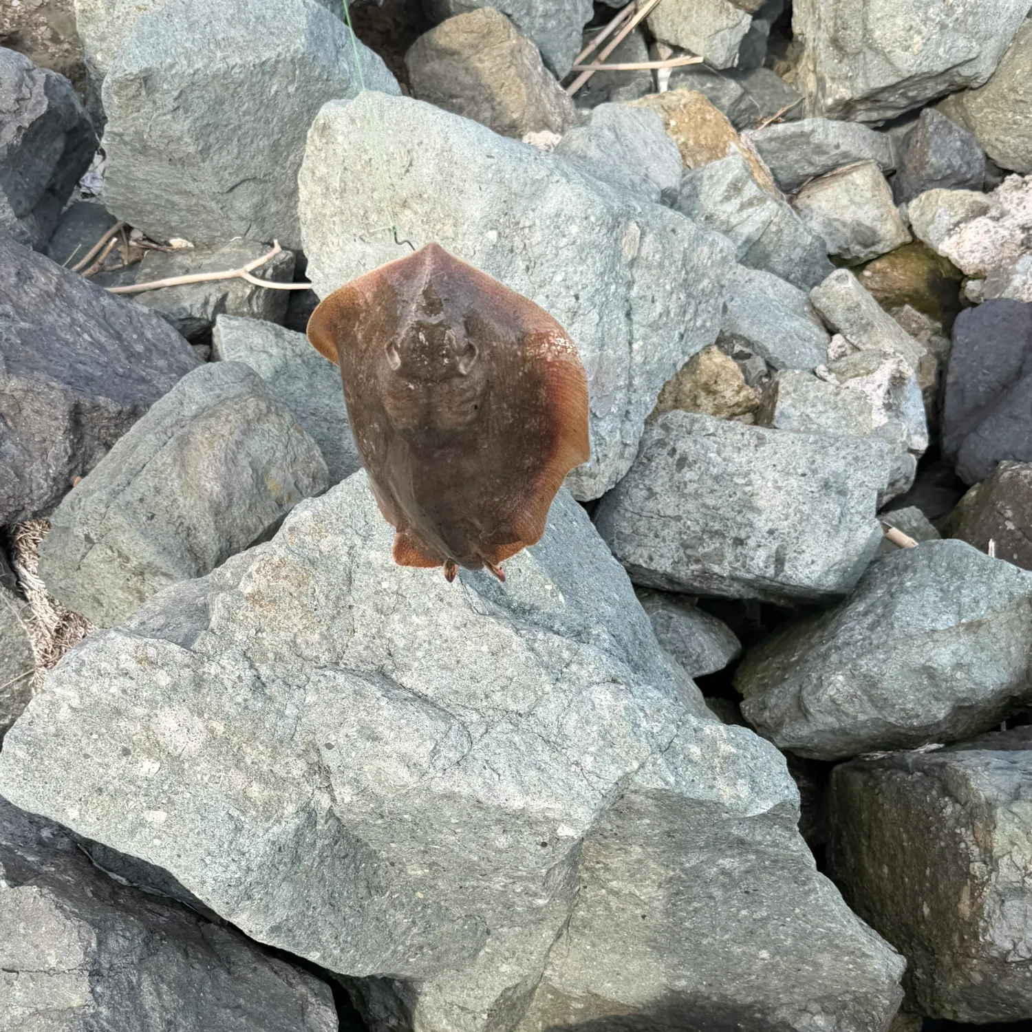 The most recent Starry ray catches on Fishbrain