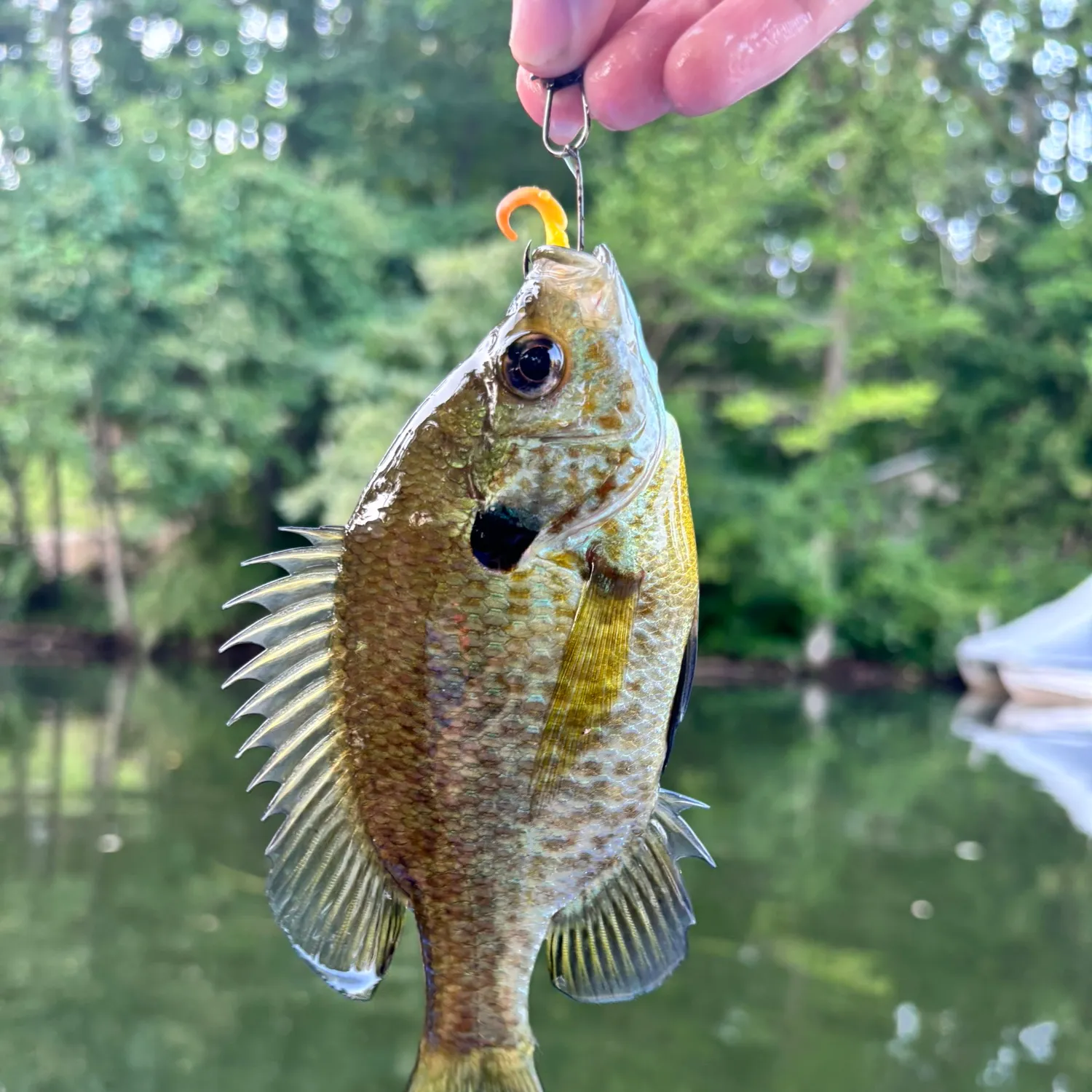 Bluegill caught on Fishbrain