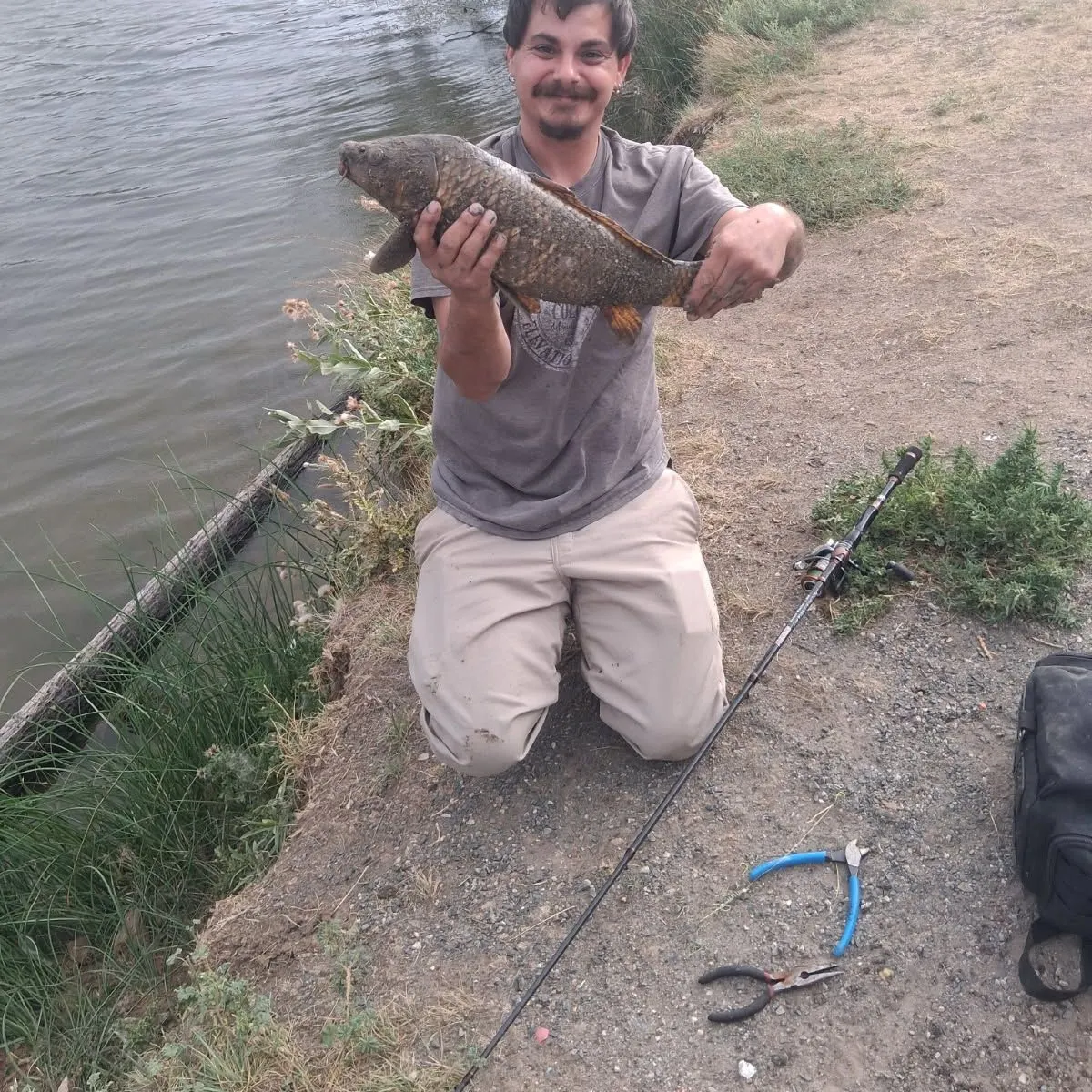 Common carp caught on Fishbrain