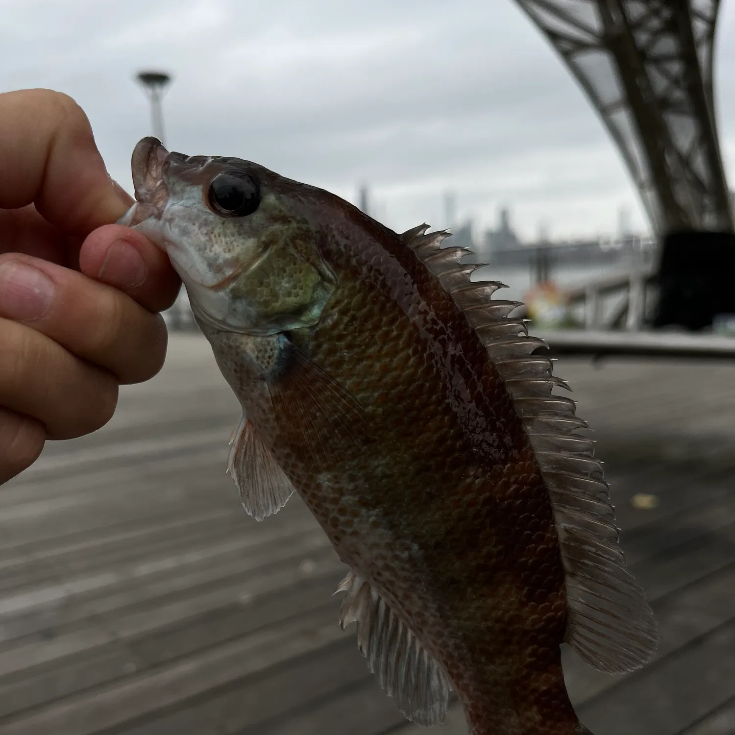 catch