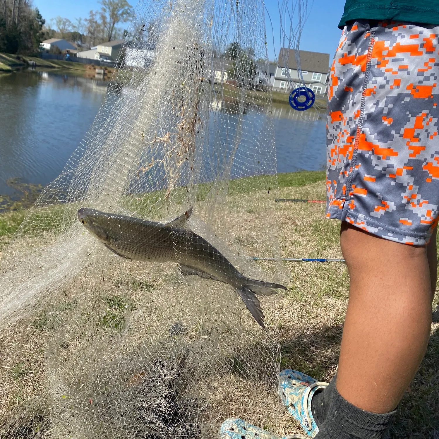 The most recent American shad catches on Fishbrain
