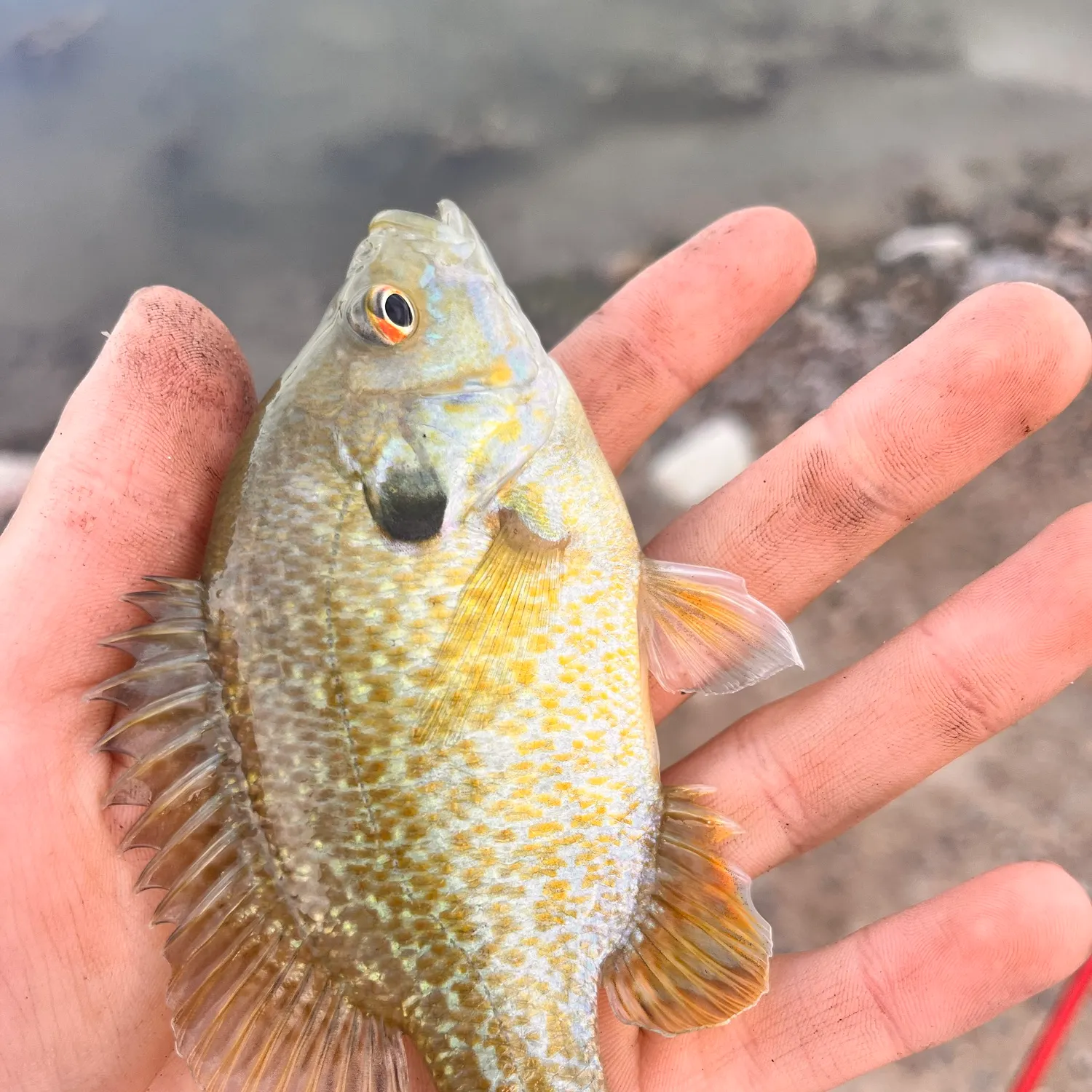 Green sunfish caught on Fishbrain