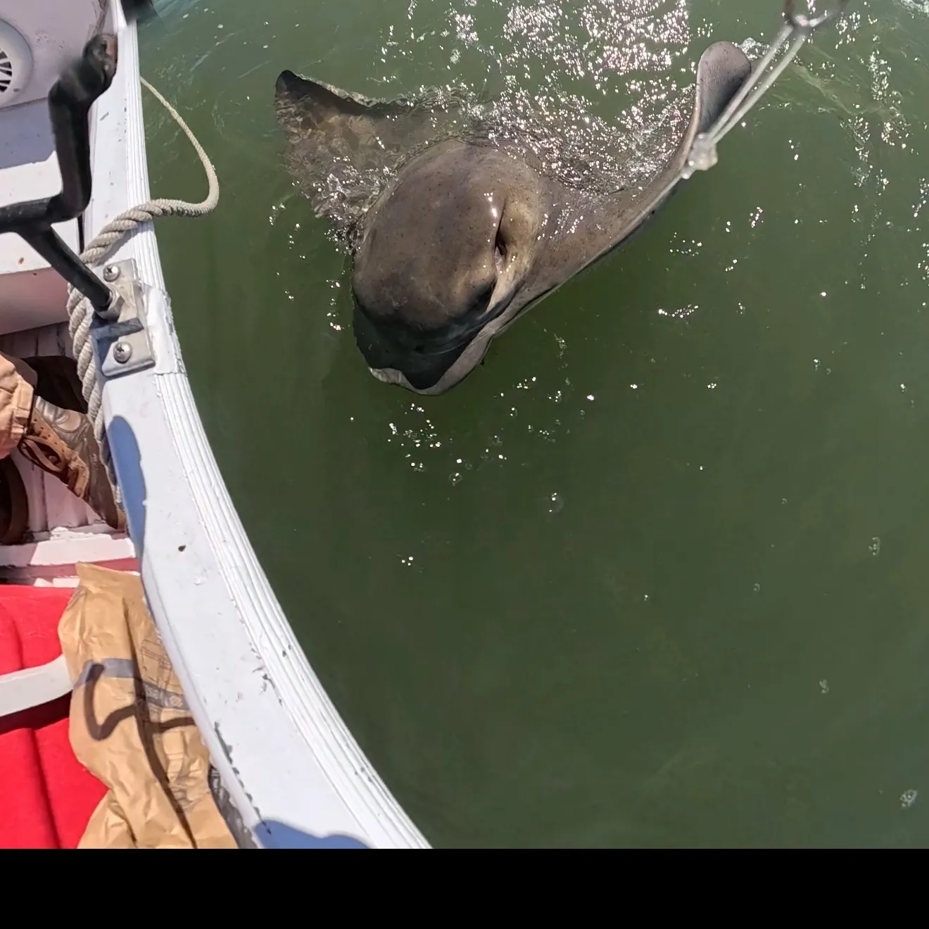 Bat eagle ray caught on Fishbrain