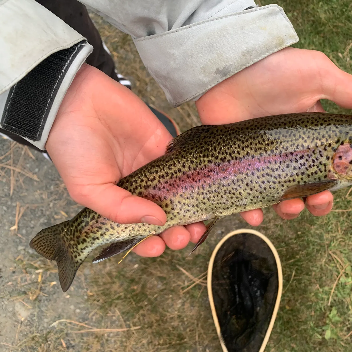 Rainbow trout caught on Fishbrain