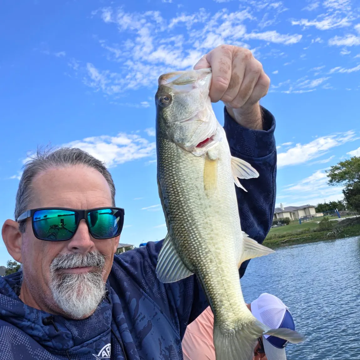 Largemouth bass caught on Fishbrain