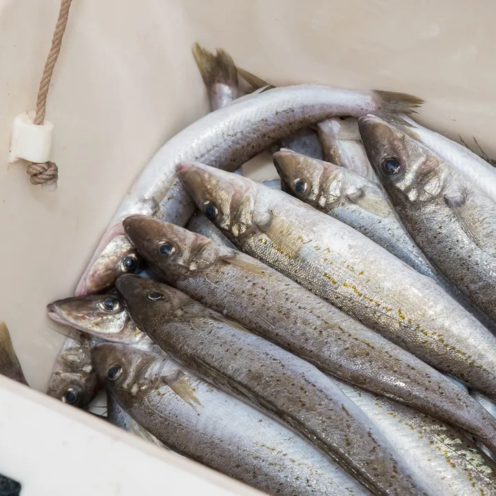 The most recent King George whiting catches on Fishbrain