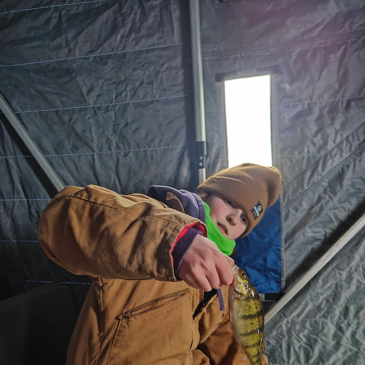 The most recent Yellow perch catches on Fishbrain