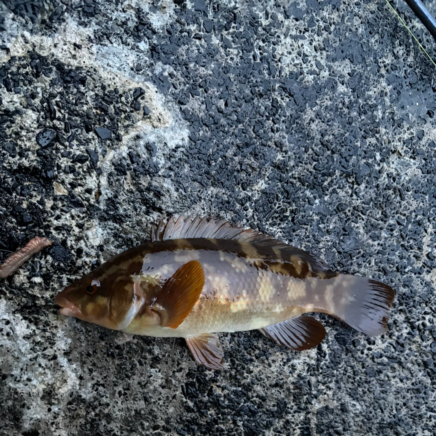 The most recent Ballan wrasse catches on Fishbrain
