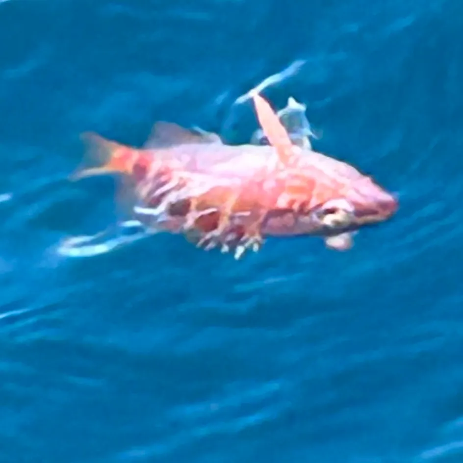 The most recent Halfbanded seaperch catches on Fishbrain