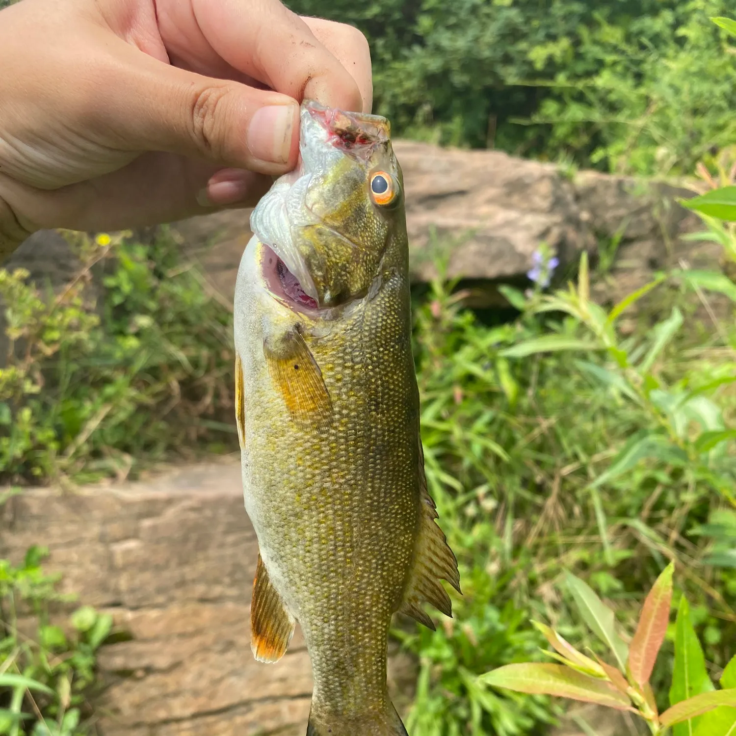 Smallmouth bass caught on Fishbrain
