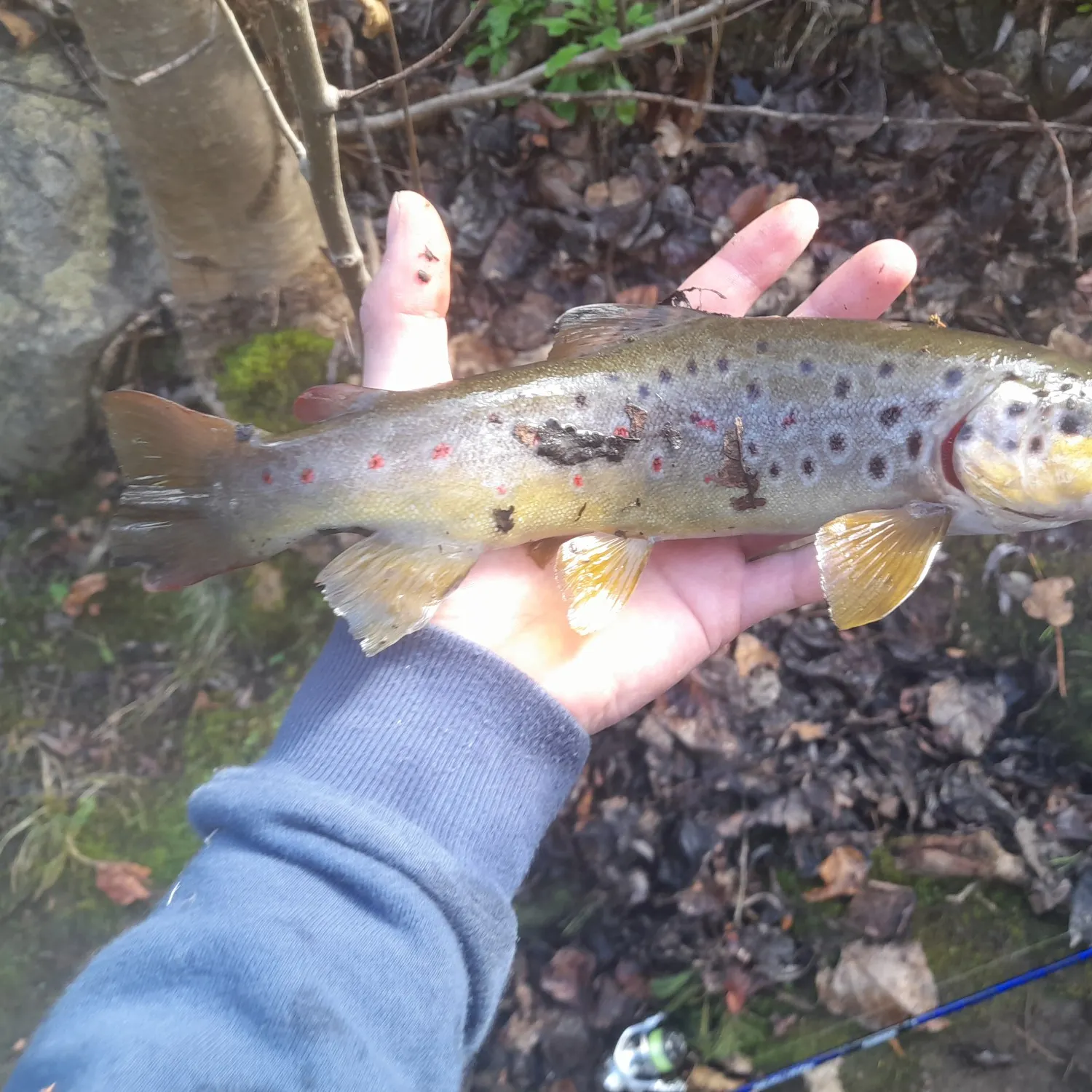 Brown trout caught on Fishbrain