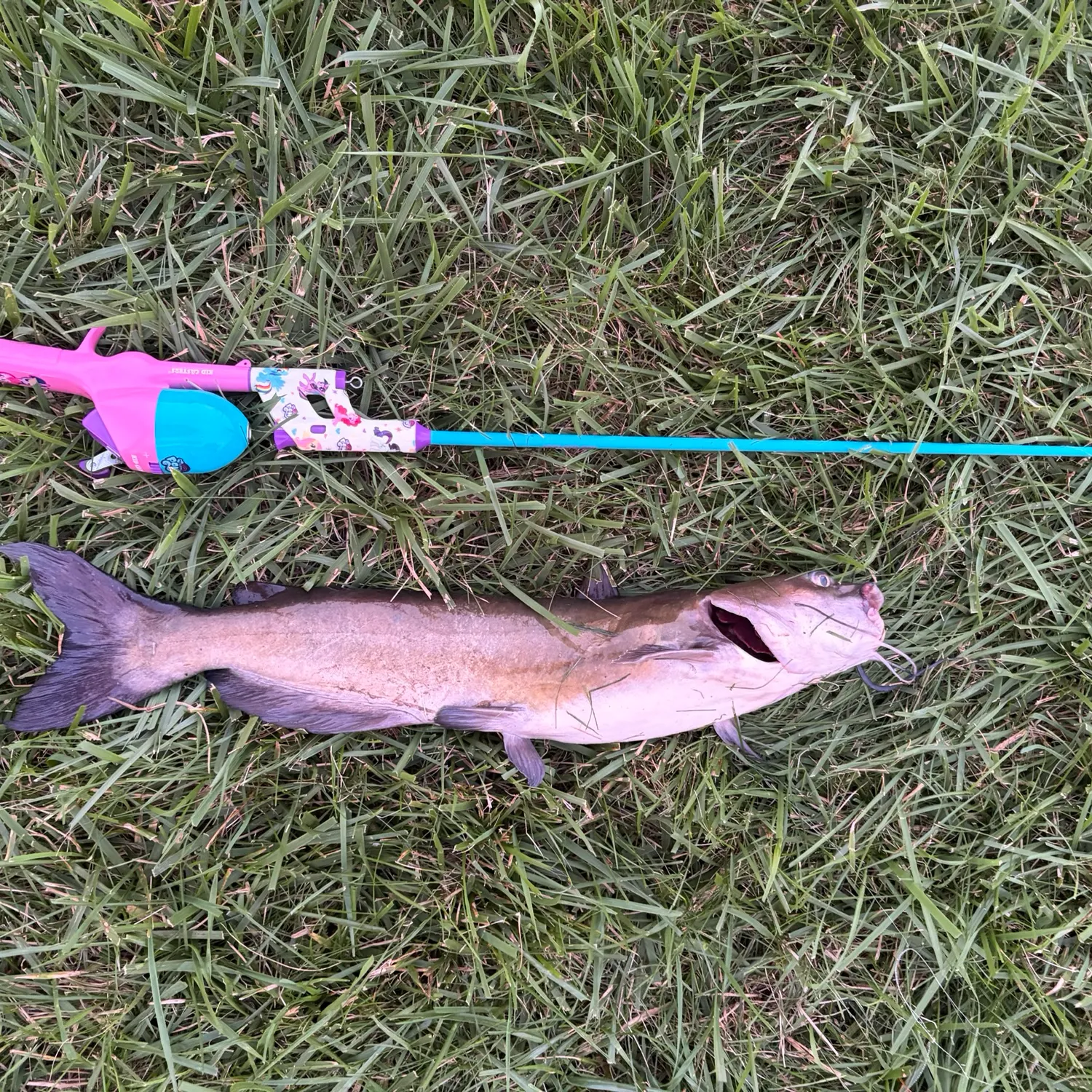 Channel catfish caught on Fishbrain