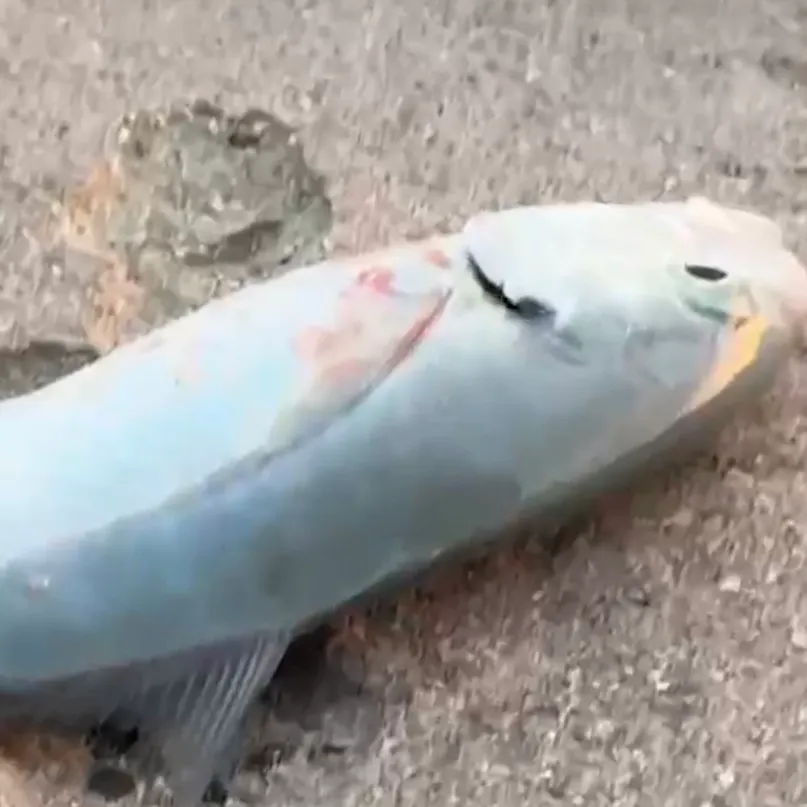 Fish caught on Fishbrain