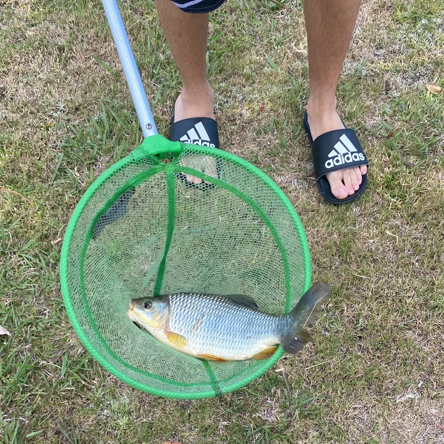 The most recent Boga catches on Fishbrain