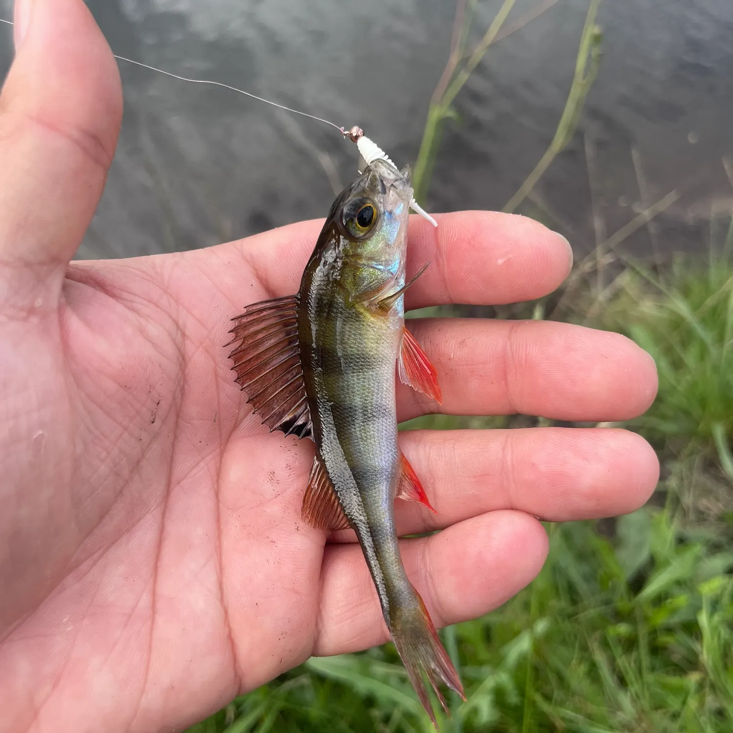 European perch caught on Fishbrain
