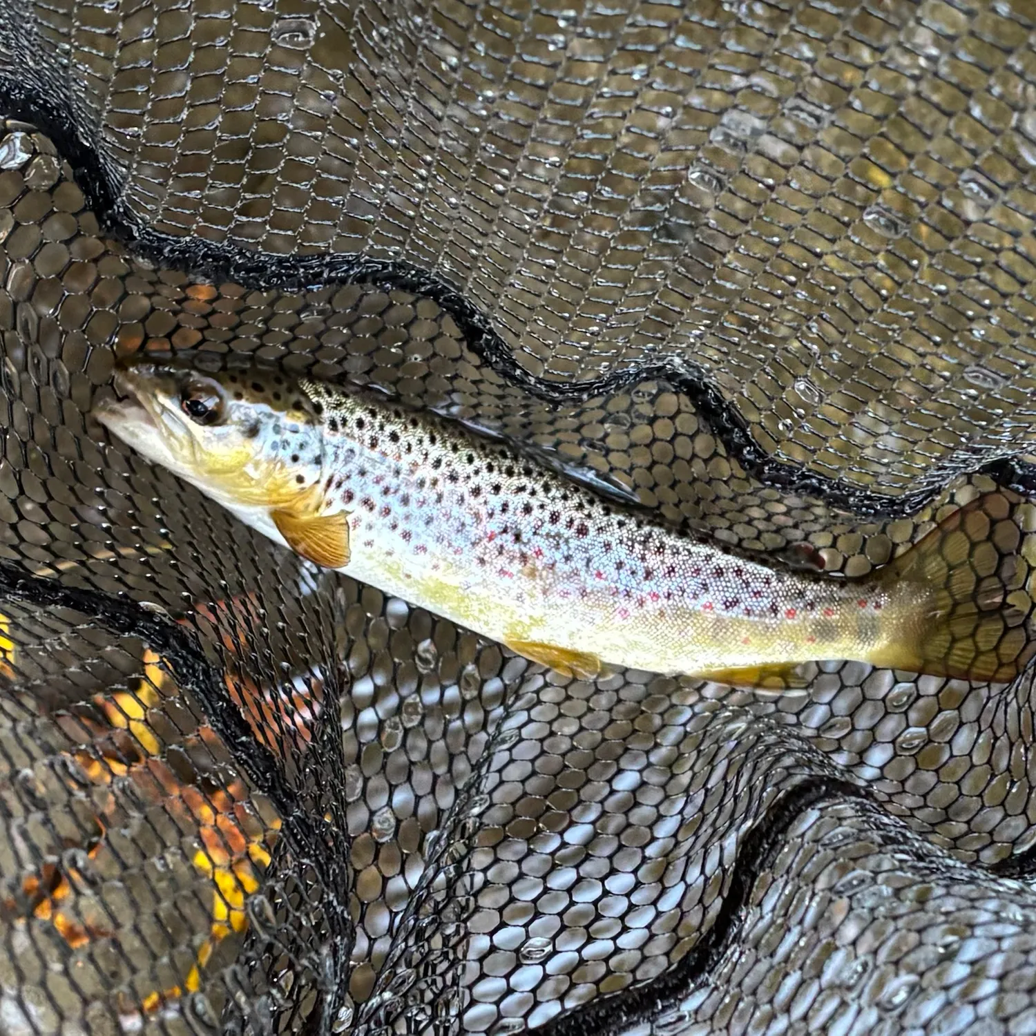 Brown trout caught on Fishbrain