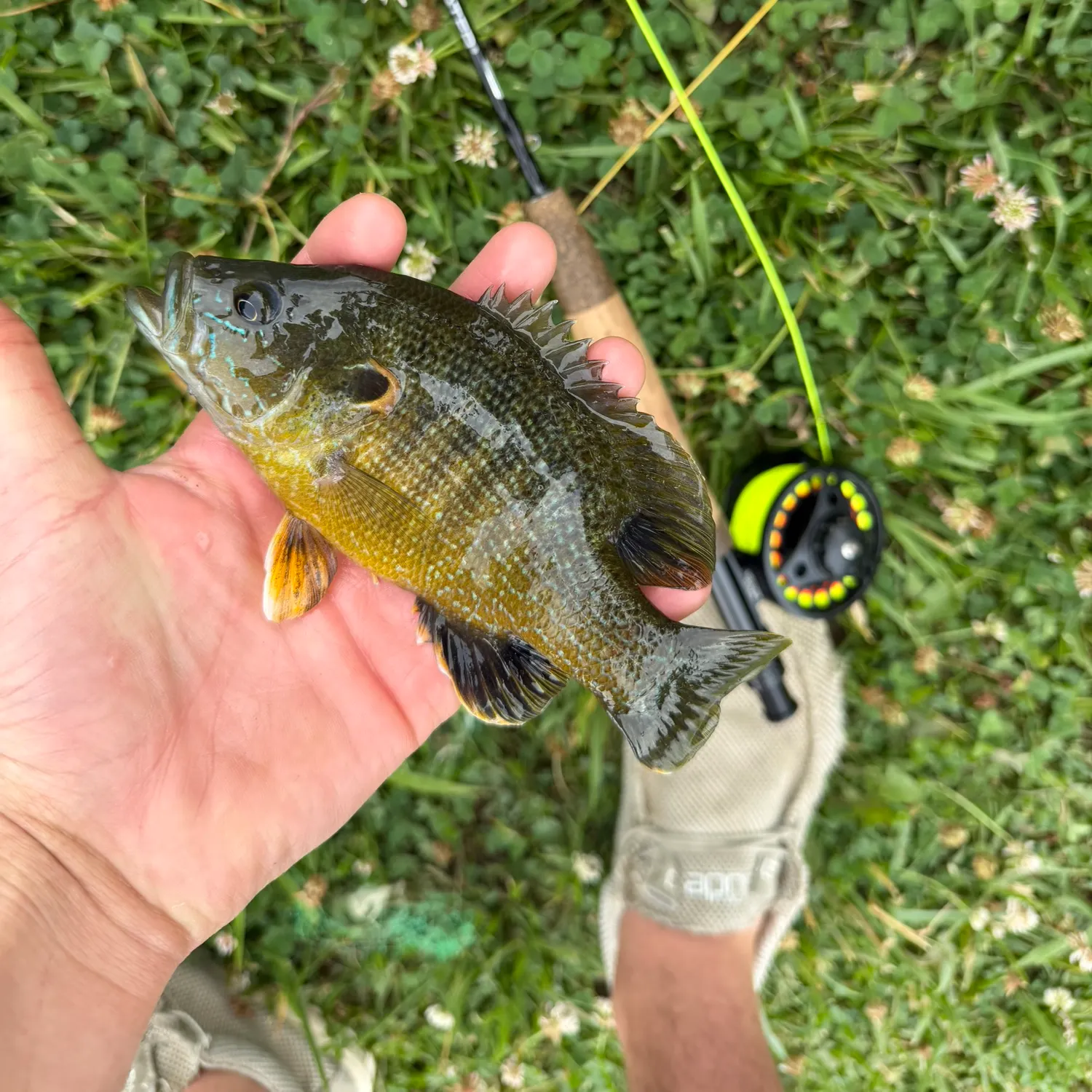 Green sunfish caught on Fishbrain