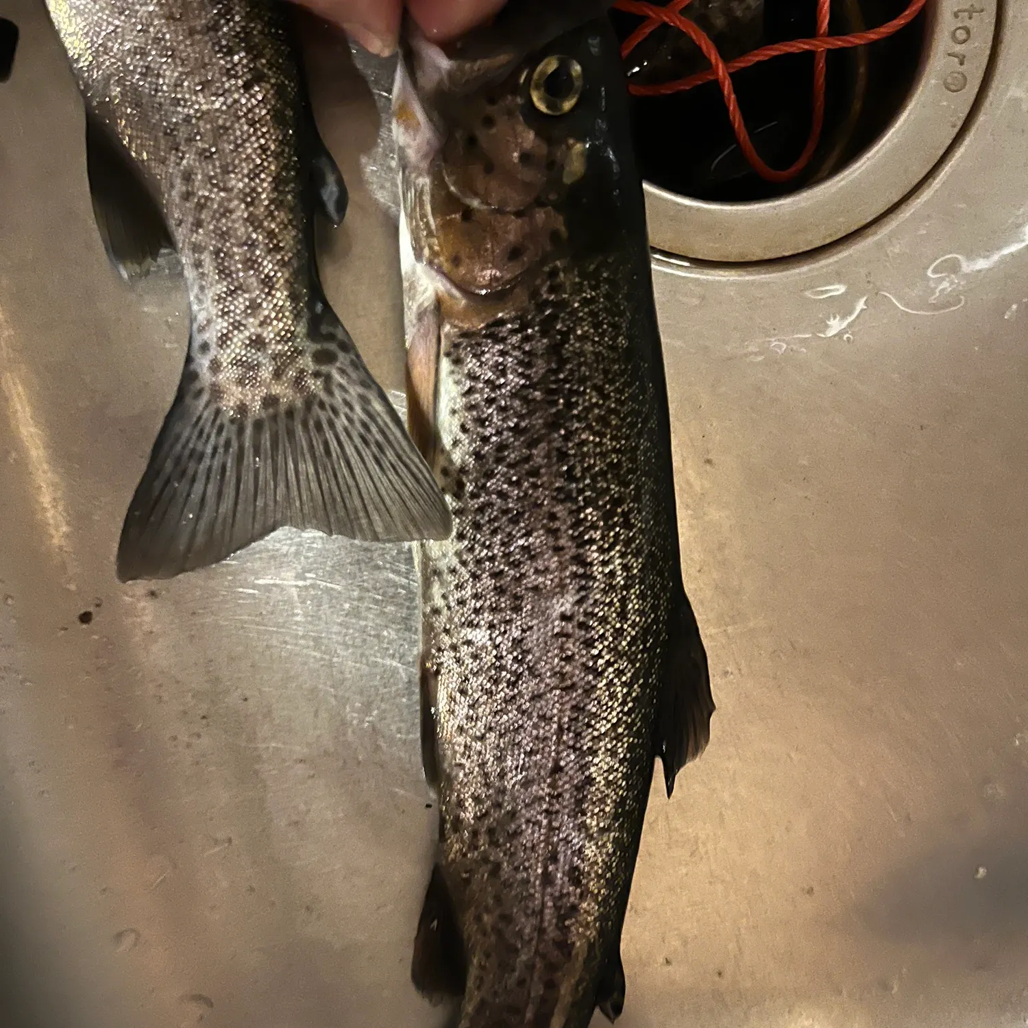 Rainbow trout caught on Fishbrain
