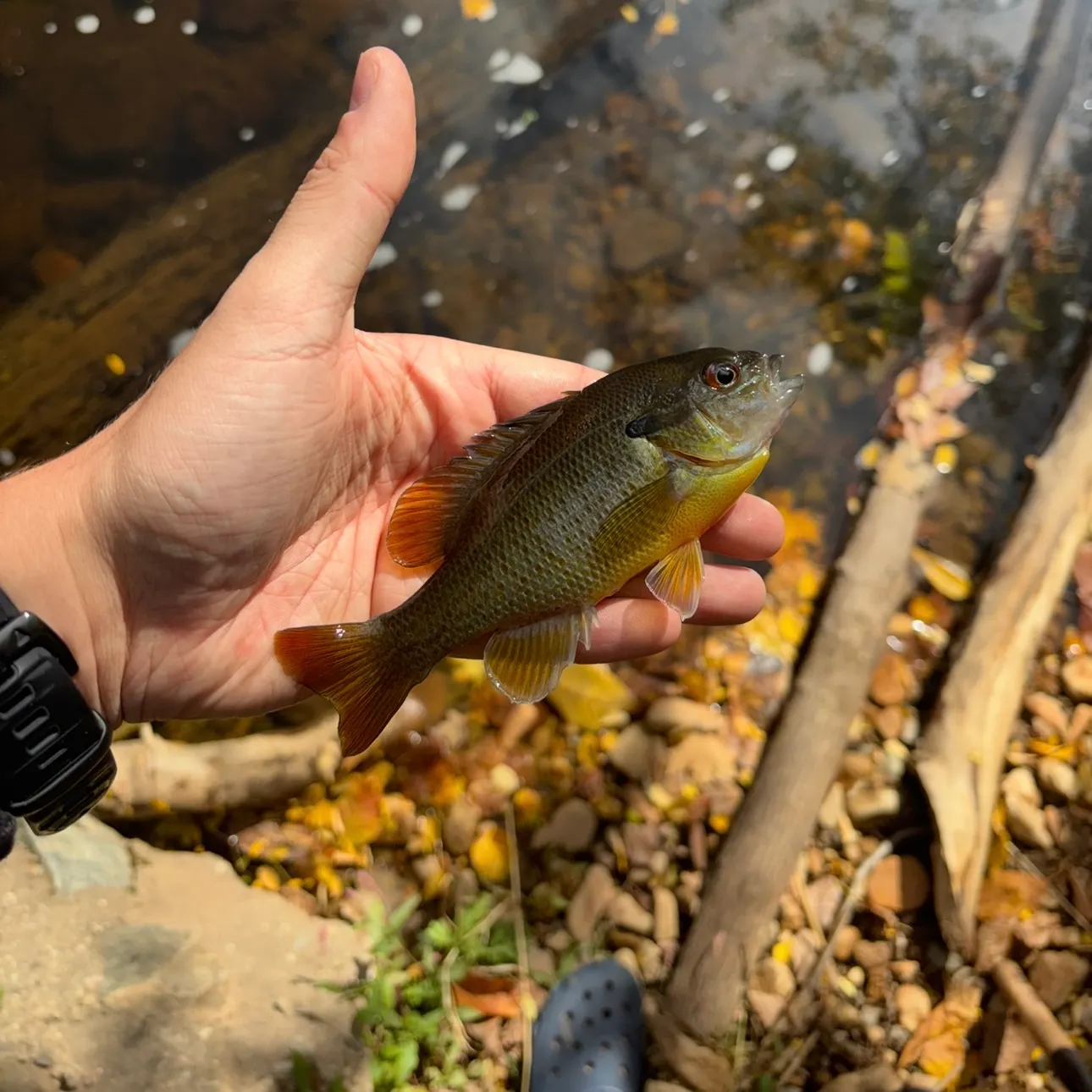 Redbreast sunfish caught on Fishbrain
