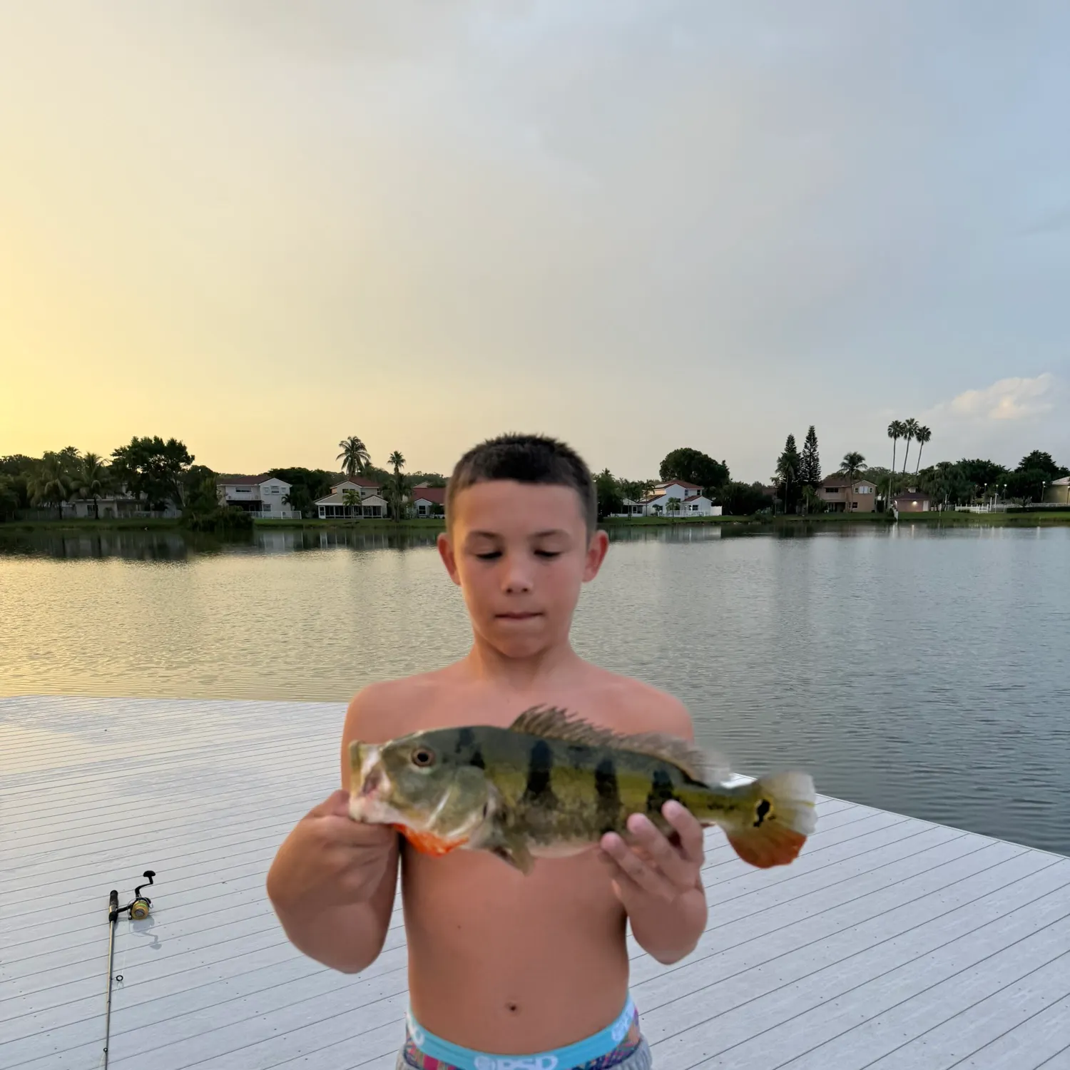 The most recent Butterfly peacock bass catches on Fishbrain