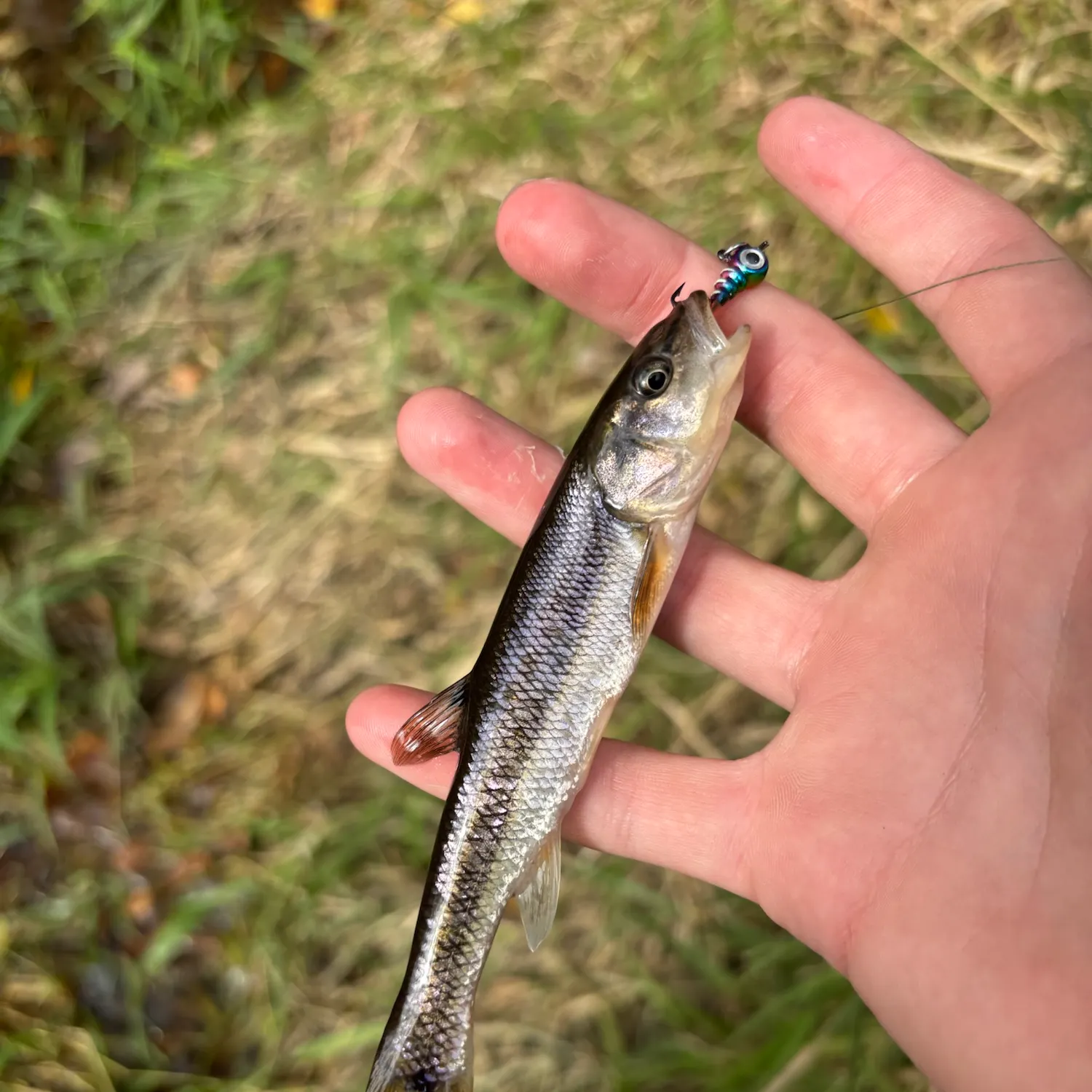 Creek chub caught on Fishbrain