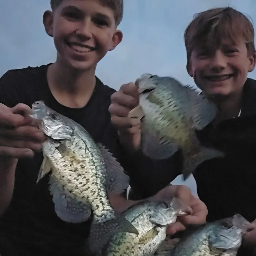 Black crappie caught on Fishbrain